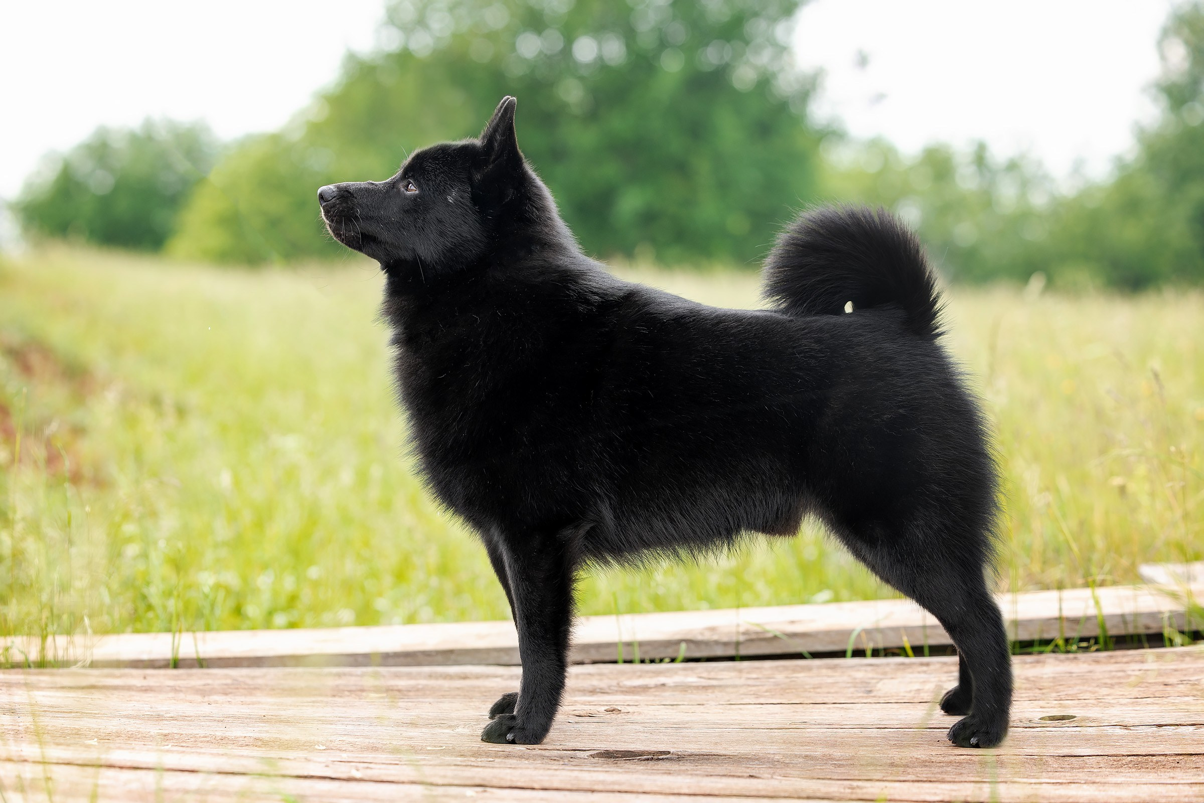 12 июня 2025, Выставка РКФ, Пермский край. Htykk_photo