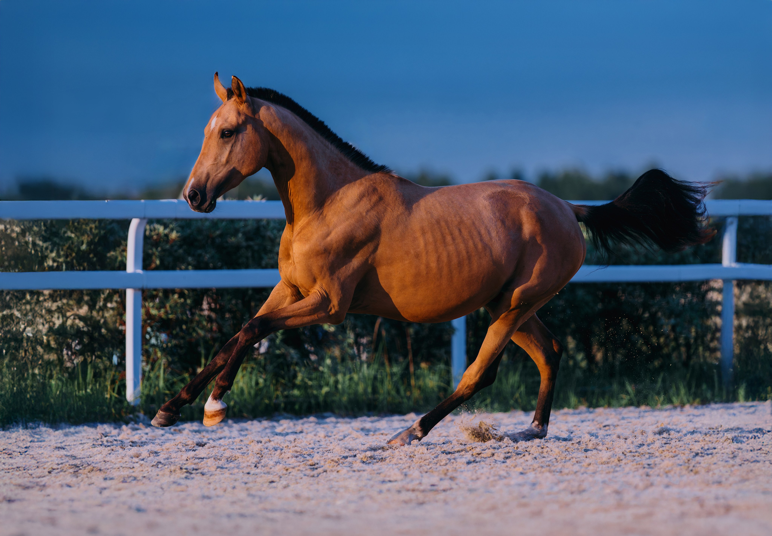 В движении. Фотограф-анималист Ксендзова Кристина