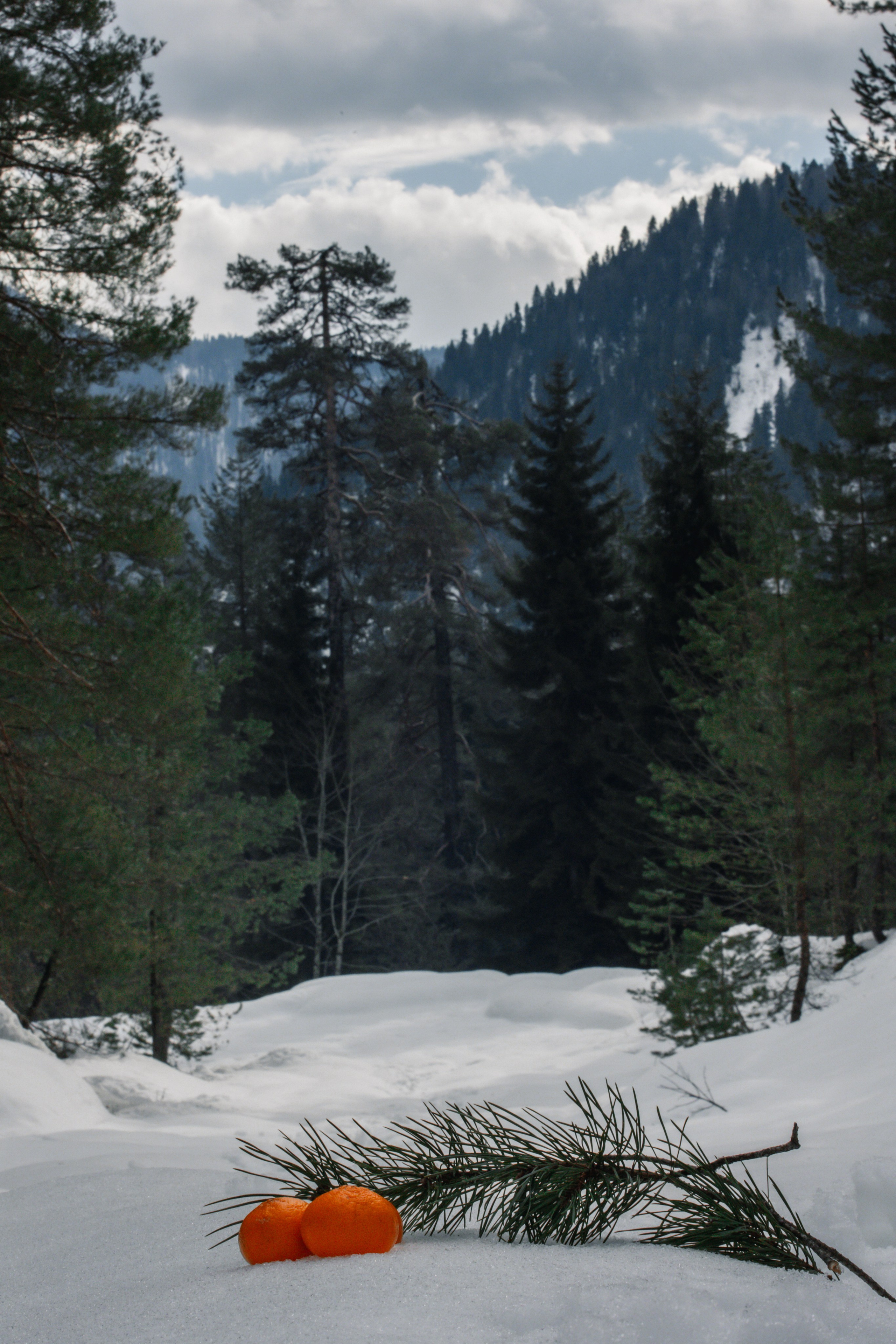 Red in snow. Photographer in Saint-Petersburg and Moscow Max Spector