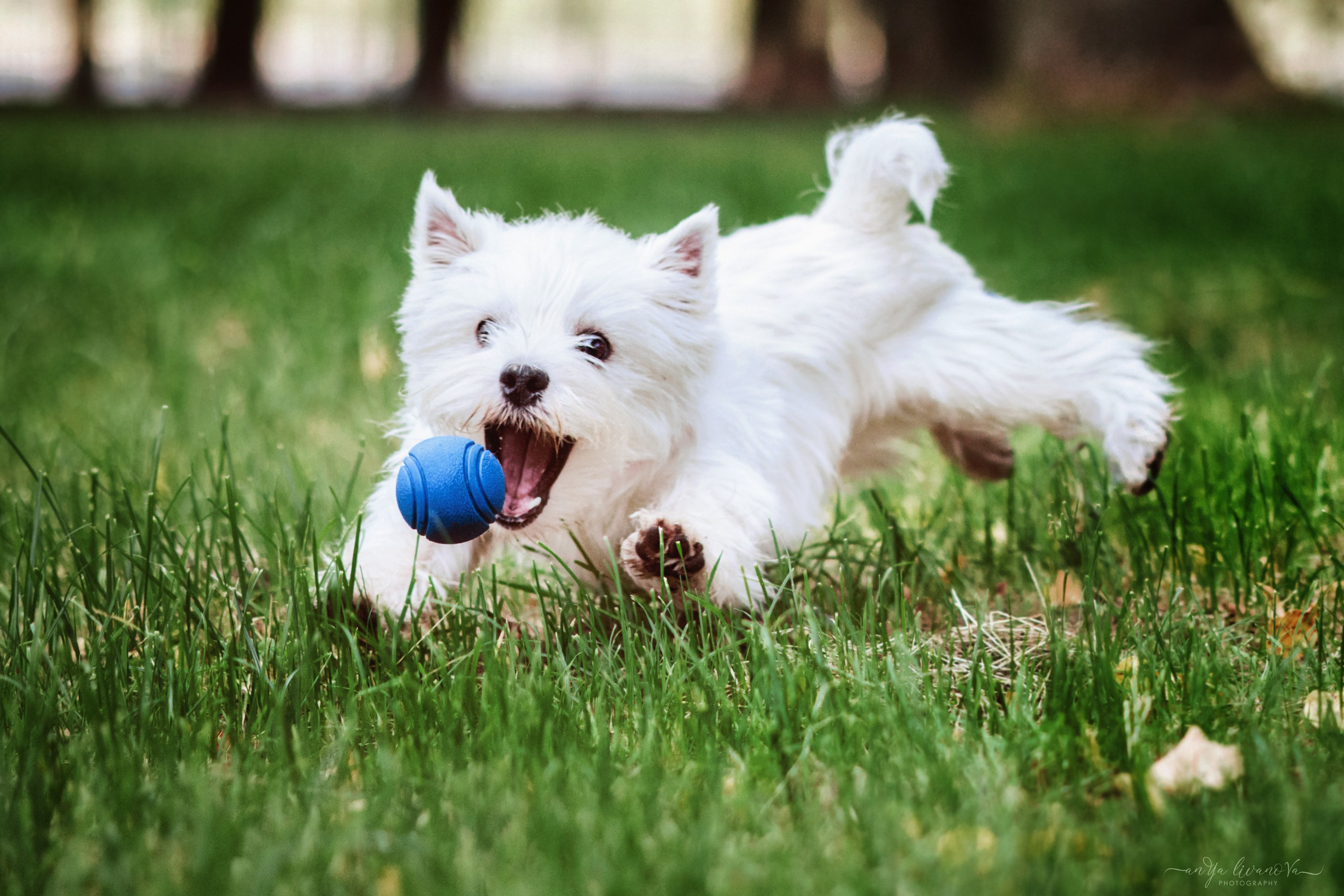 Полина — Артём и Тофу. Фотограф анималист Аня Ливанова | Рыбинск