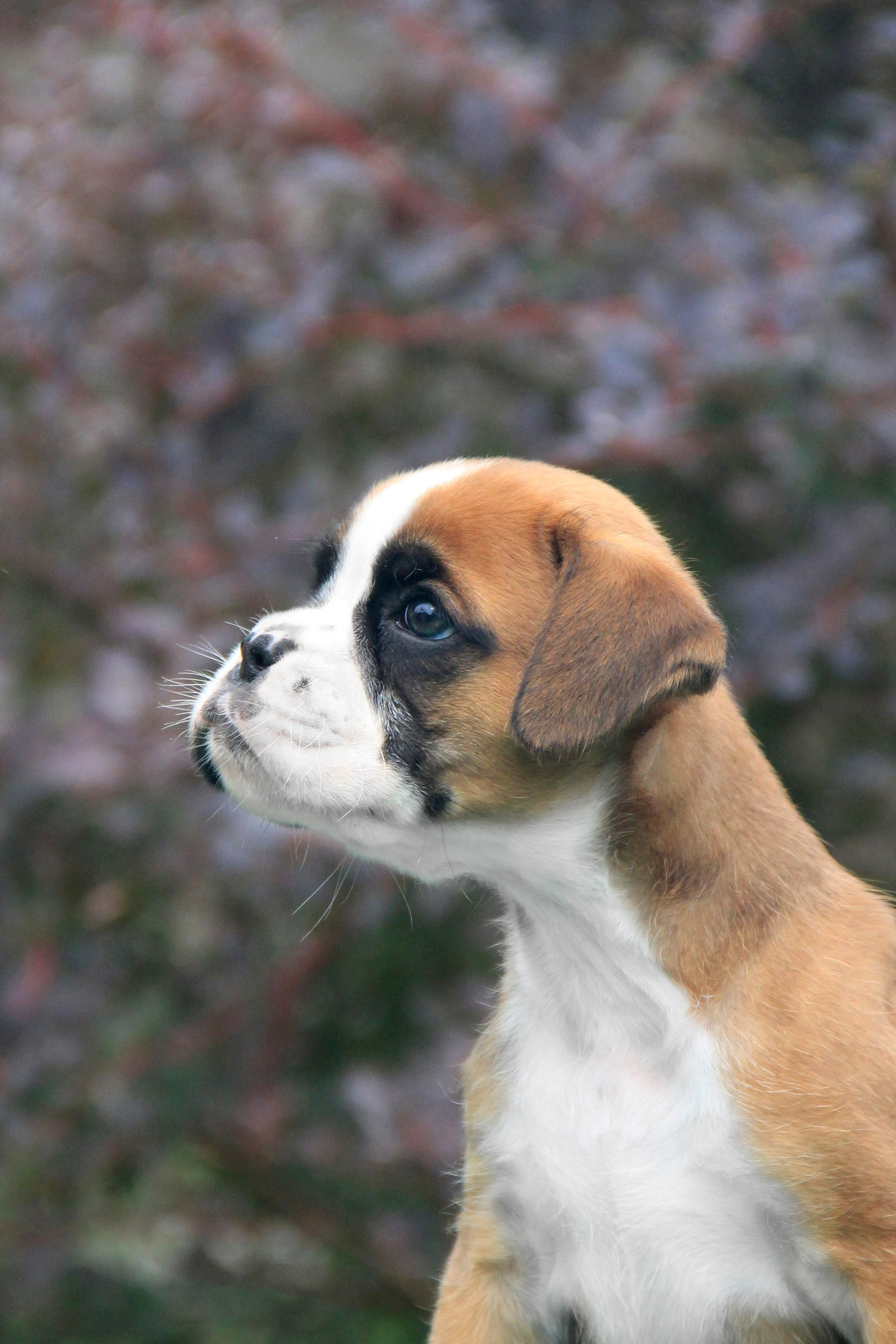 Щенки. Фотограф — анималист в Москве и области Ольга Петракова