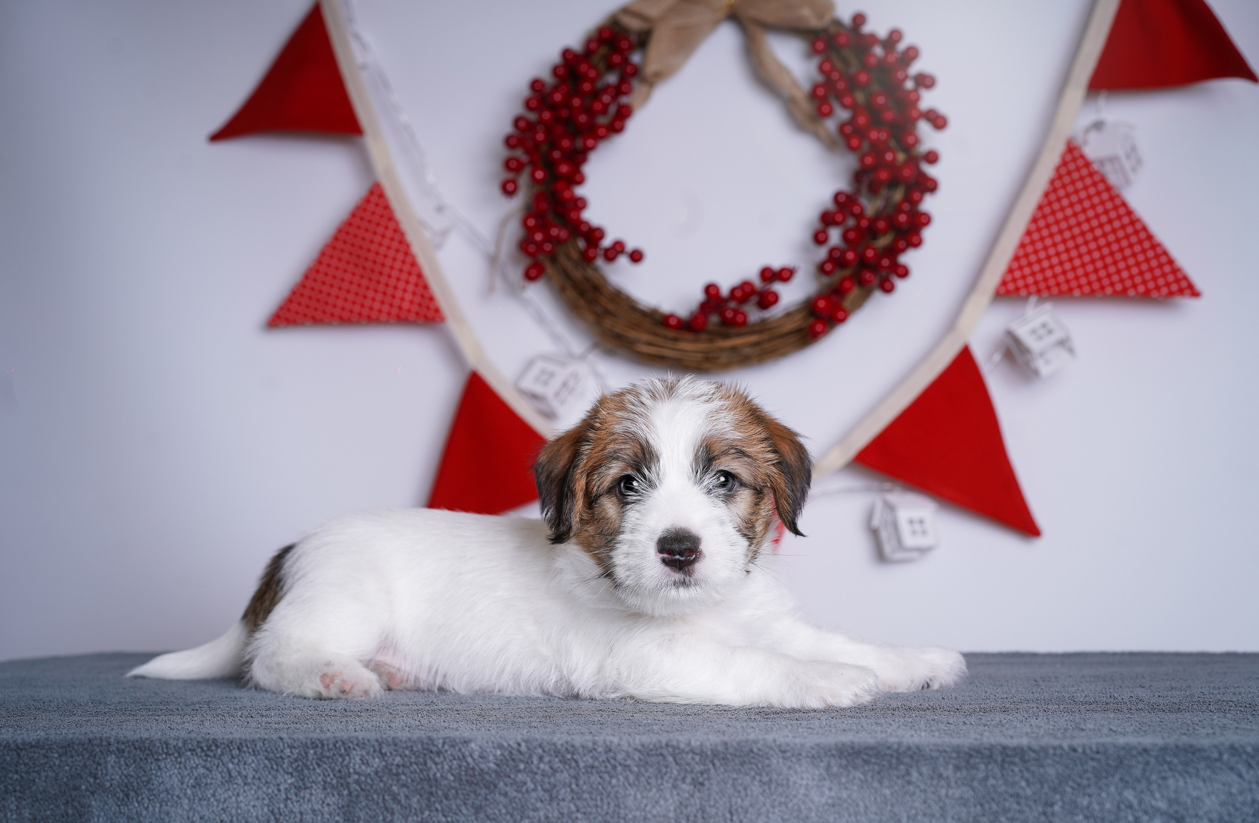 Щенки джек-рассела. Фотограф-анималист в Санкт-Петербурге Яна Мартынова