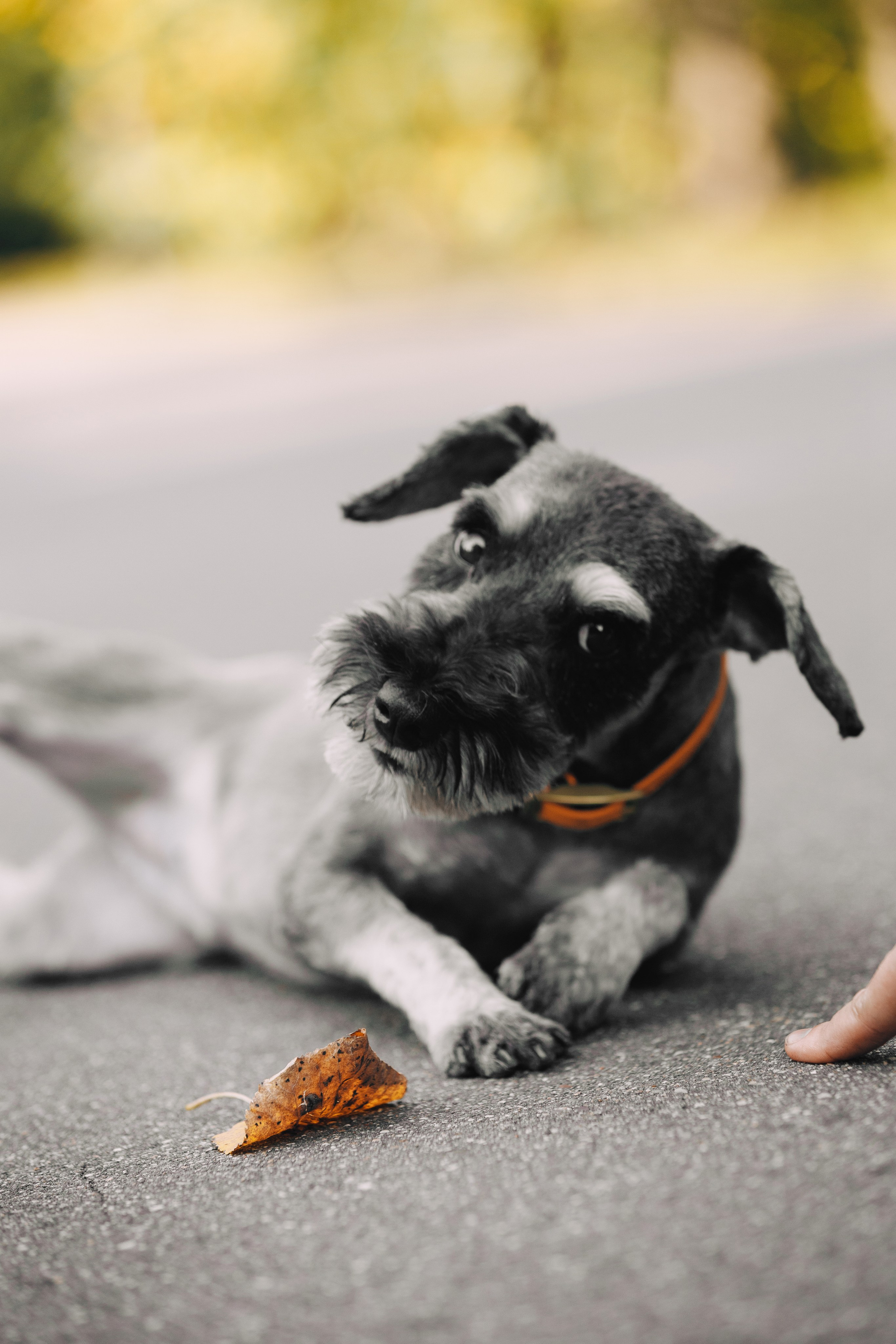 Оля и компания. Фотограф анималист Кристина Карпова, Москва