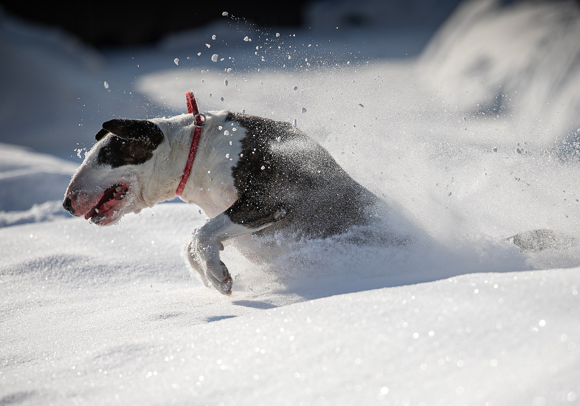Собаки. Boldinova Yulia фотограф Москва
