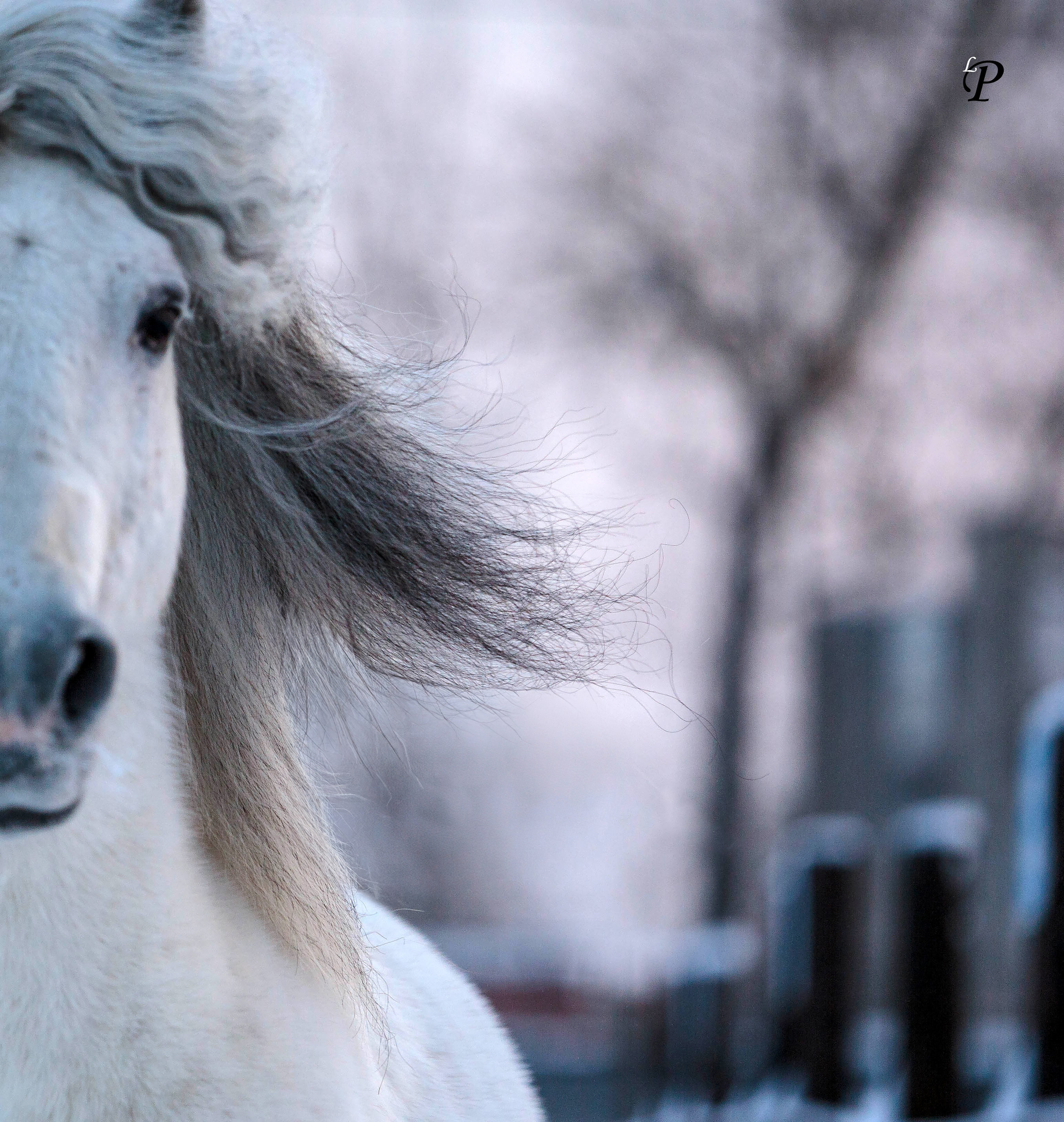 Лошади зимой. Конный фотограф в Красноярске — Любовь Похабова
