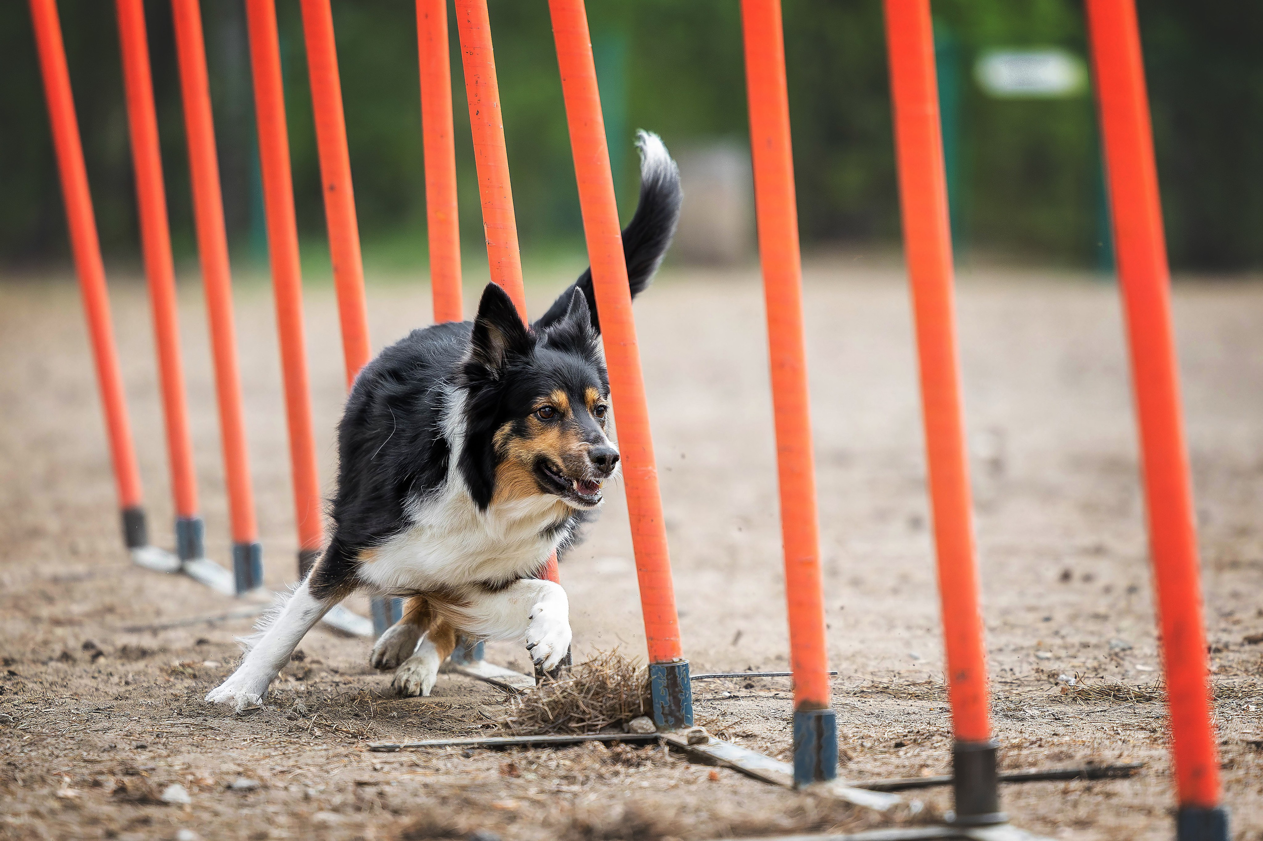 Тренировка аджилити. Фотограф Анималист в Перми Анастасия Остерман