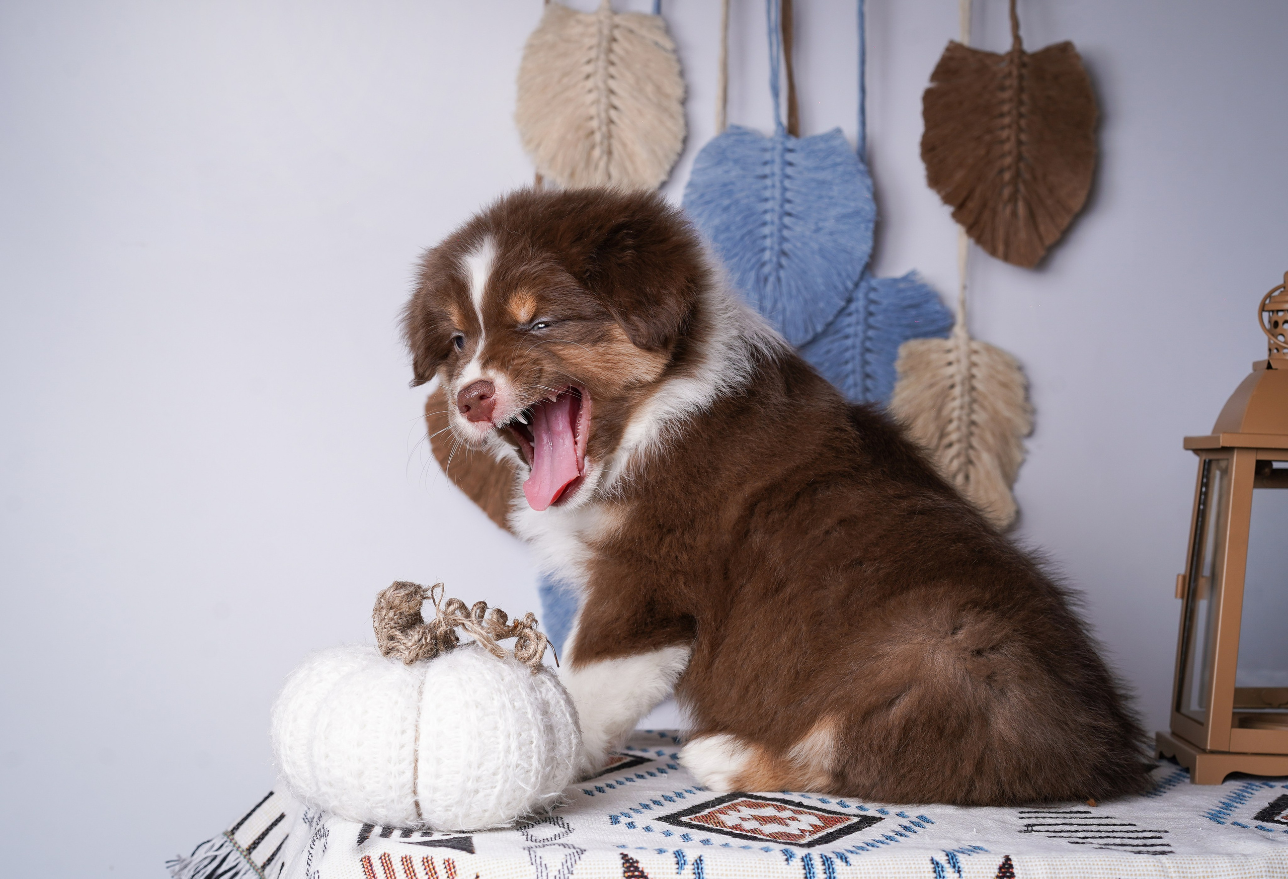 Щенки аусси. Фотограф-анималист в Санкт-Петербурге Яна Мартынова