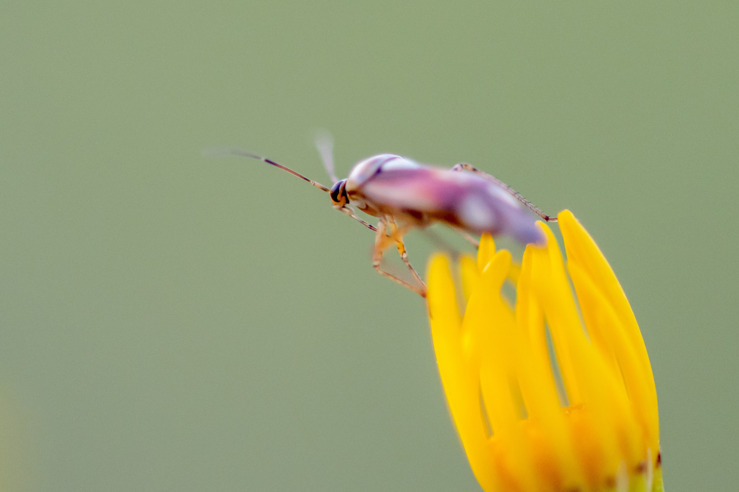 Макрофотосъёмка. Foto-Zuev фотография как искусство