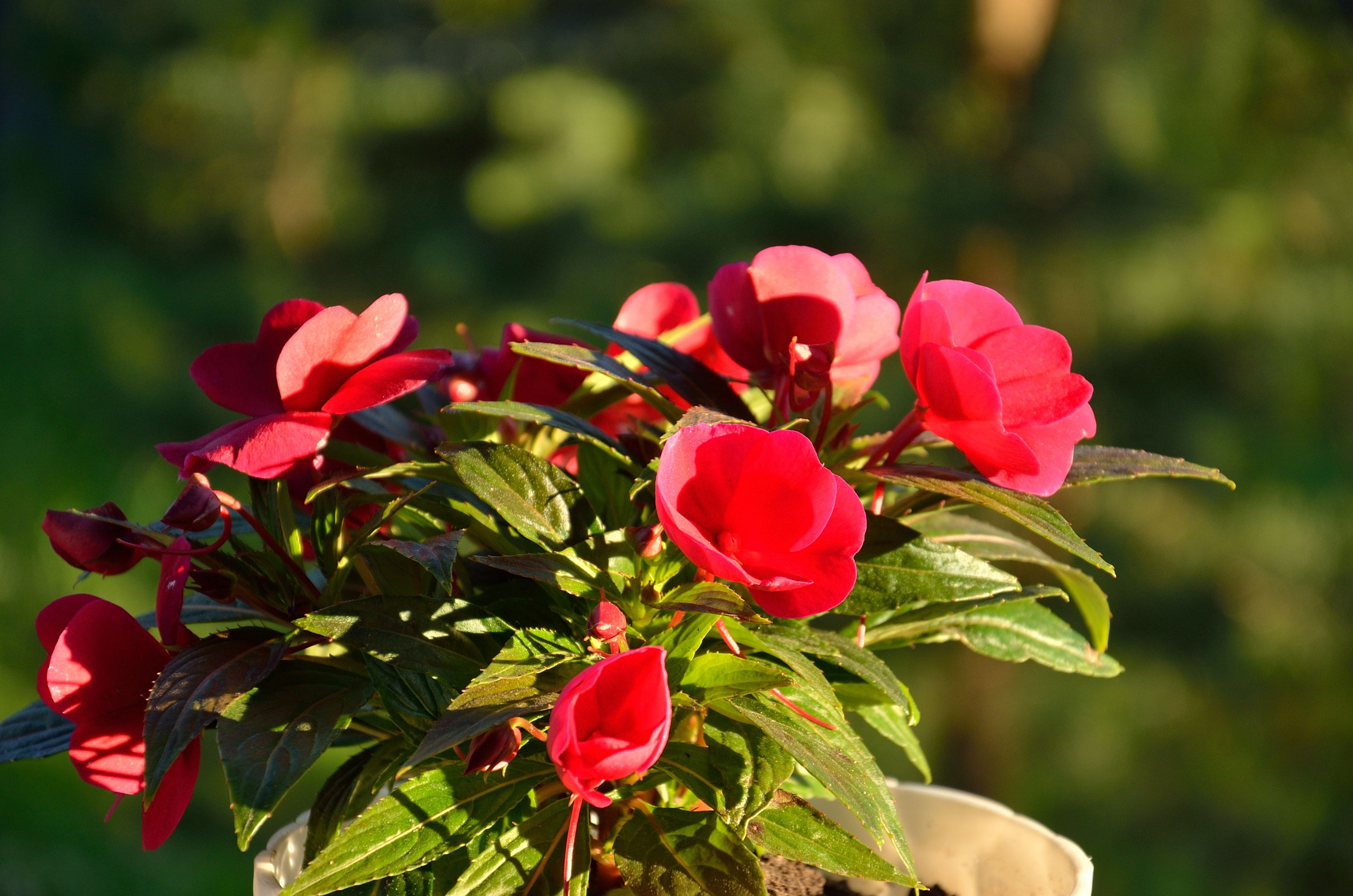 Природа и анималистика. Добро пожаловать на мой сайт, меня зовут Наталия, я фотограф