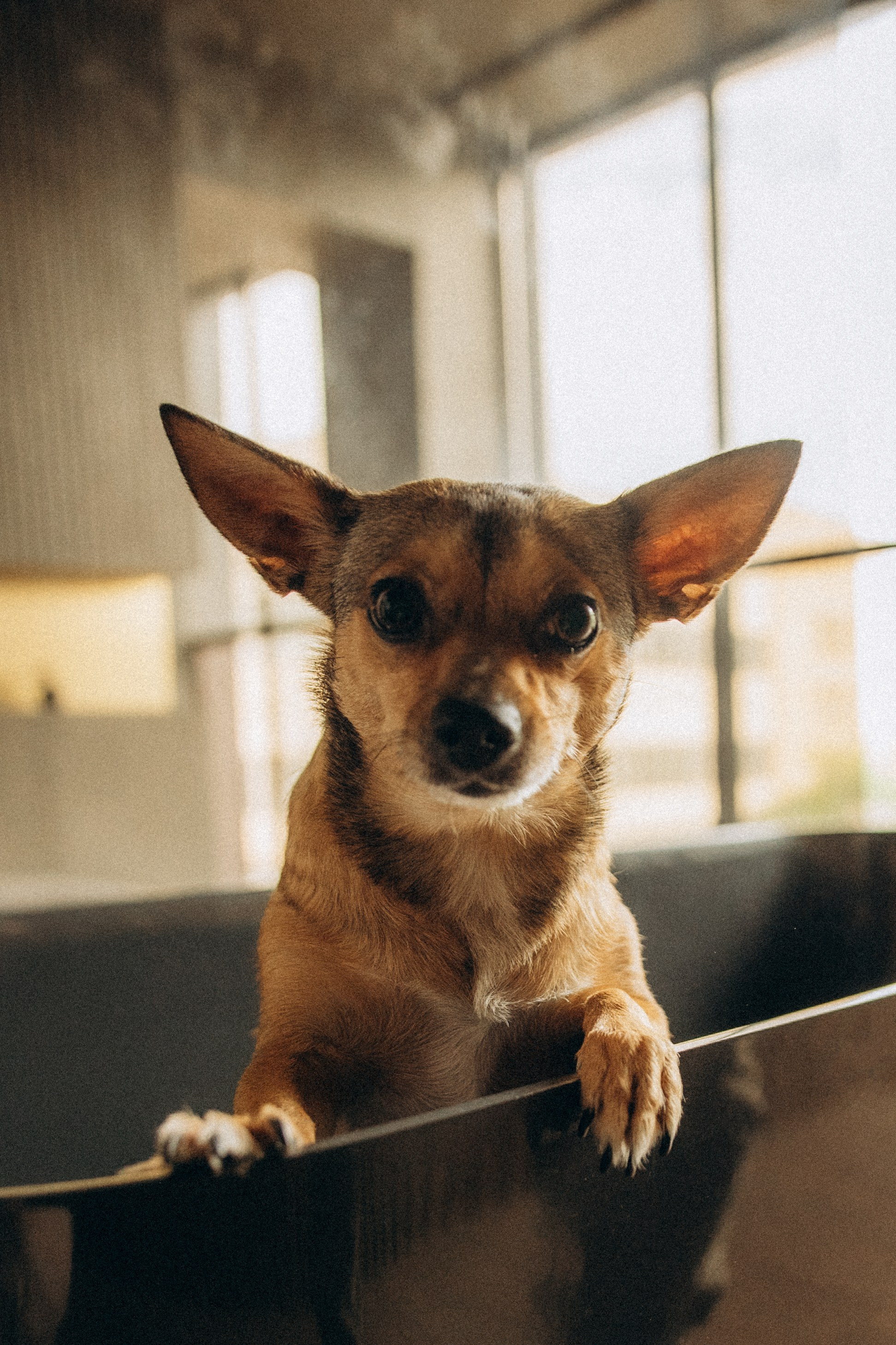 Алена, Антон и Гая. Гаврилова Настя семейный фотограф lifestyle в Москве