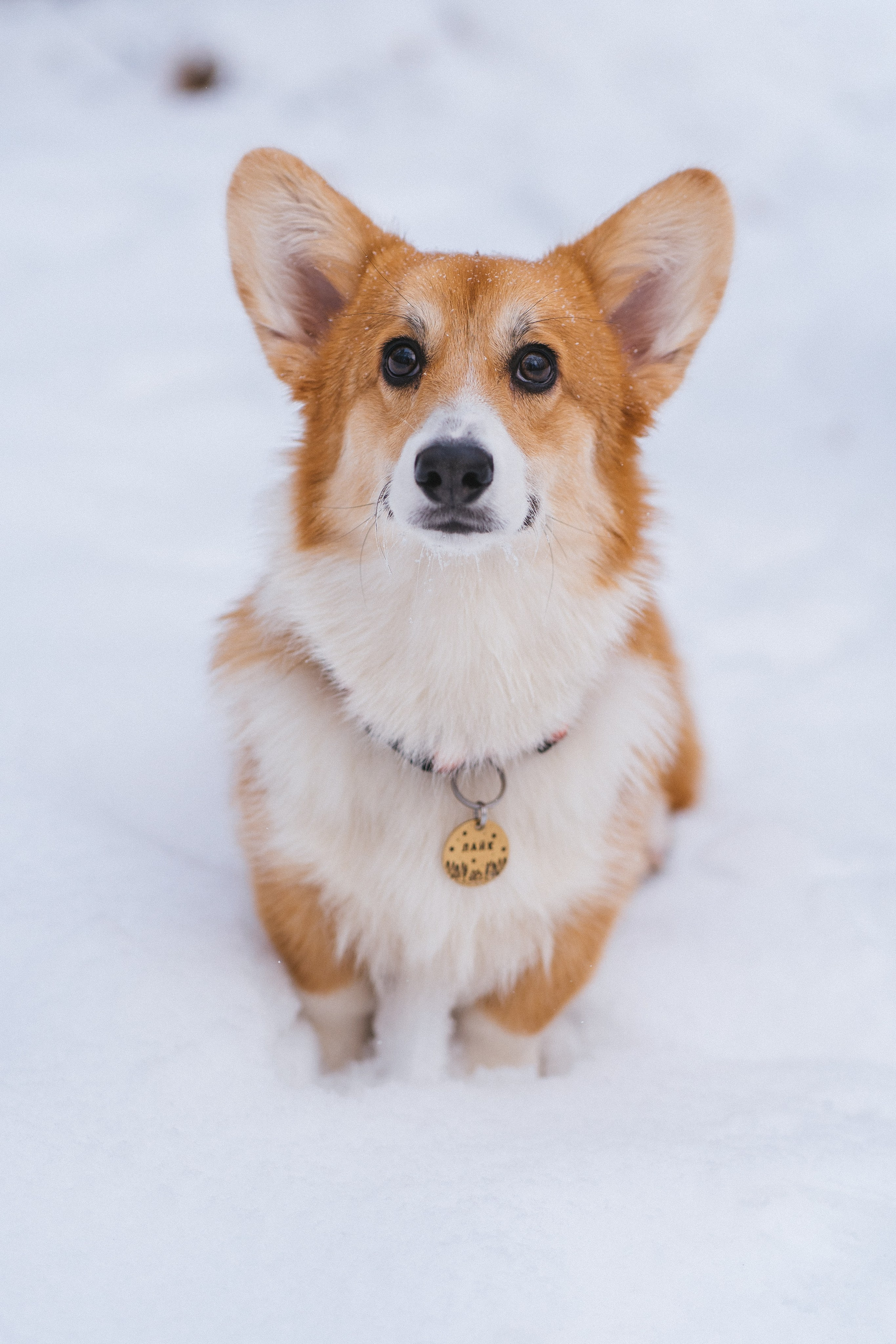 Агата и Лайк. Свадебный фотограф в Москве Анна Полушина