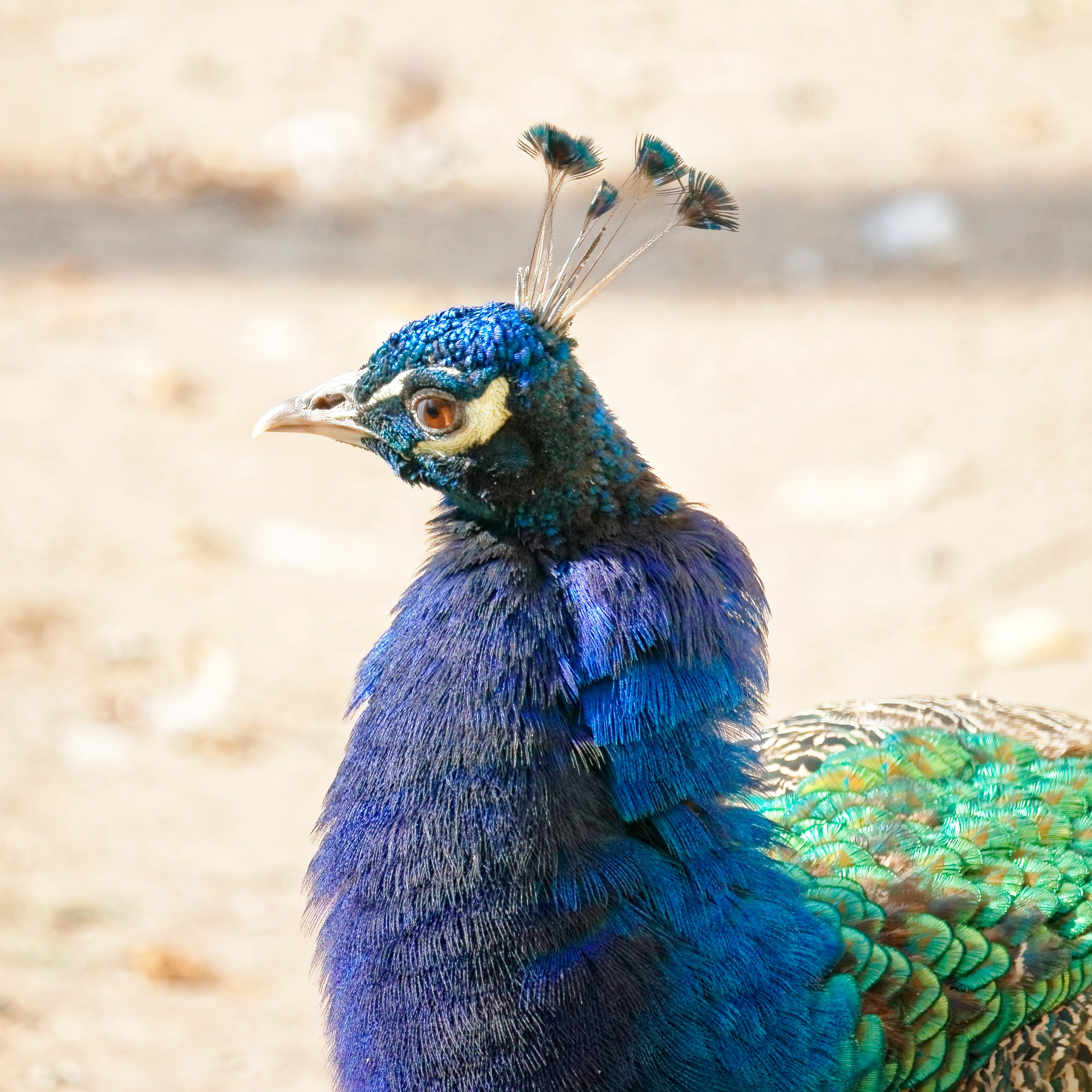 МОСКОВСКИЙ ЗООПАРК. Фотограф Владимир Роля