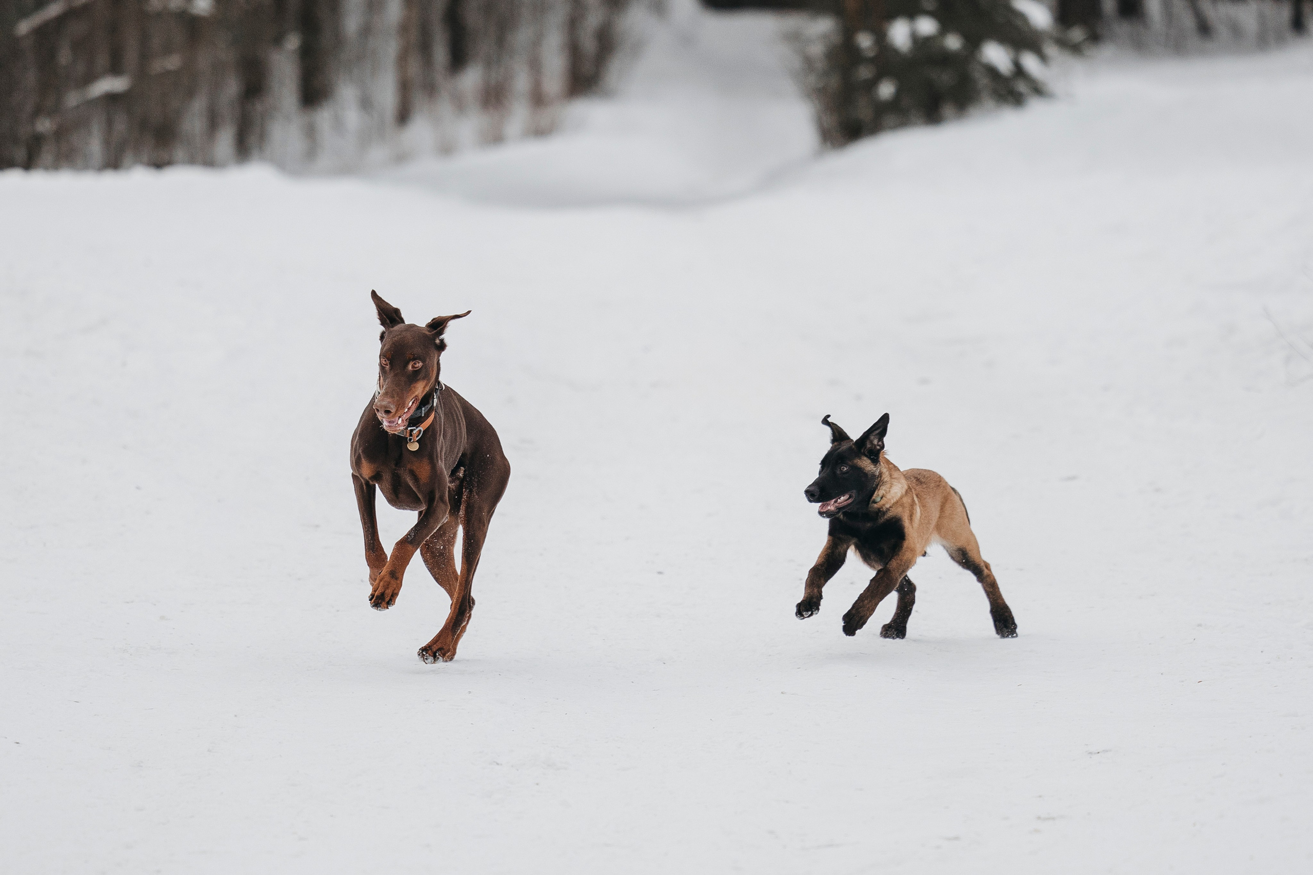 Даша, Омен, Айс и Рицу. Фотограф-анималист Анна Маринич