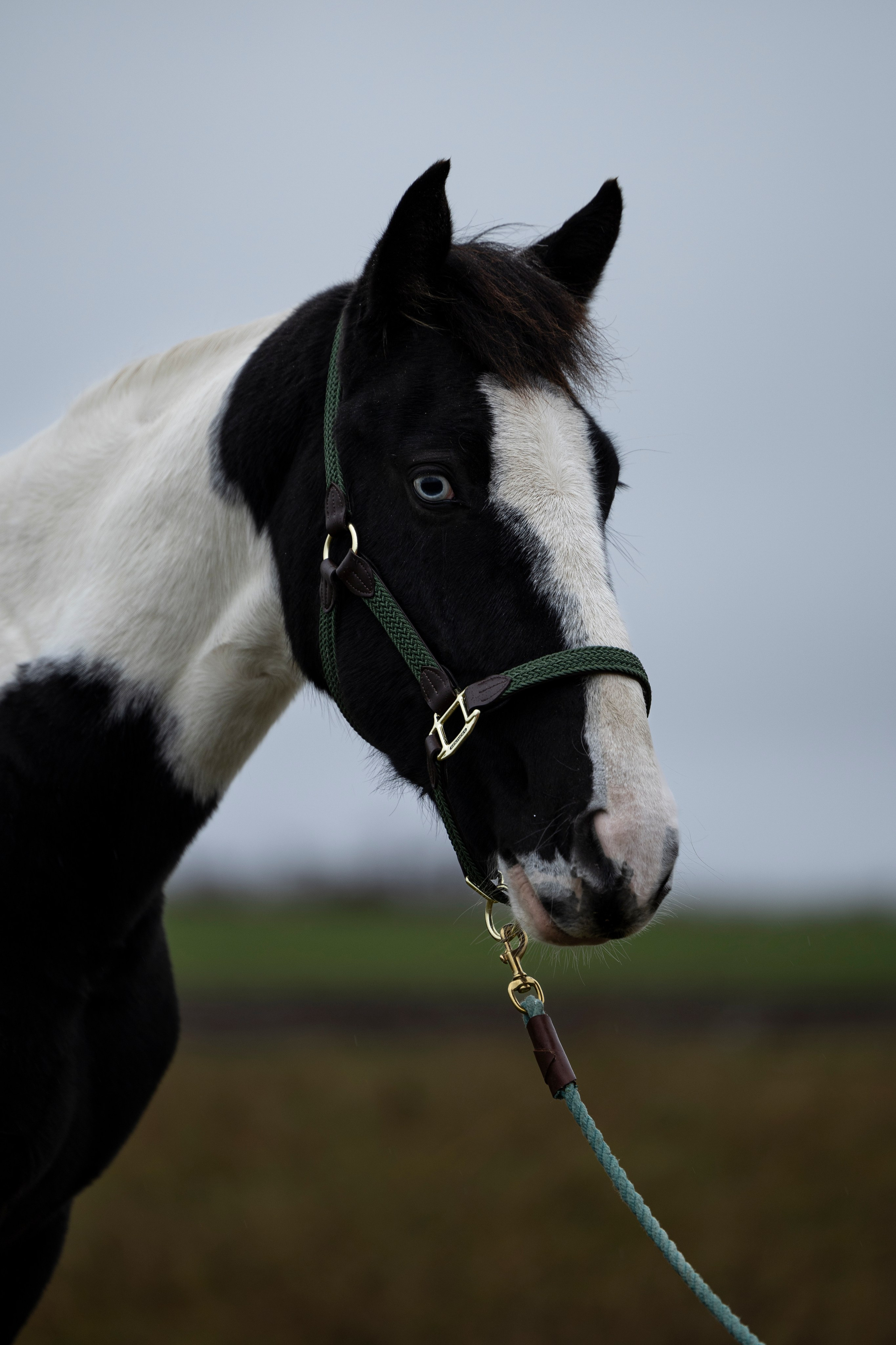 Дракарис и Кейси. Фотограф-анималист Анна Маринич