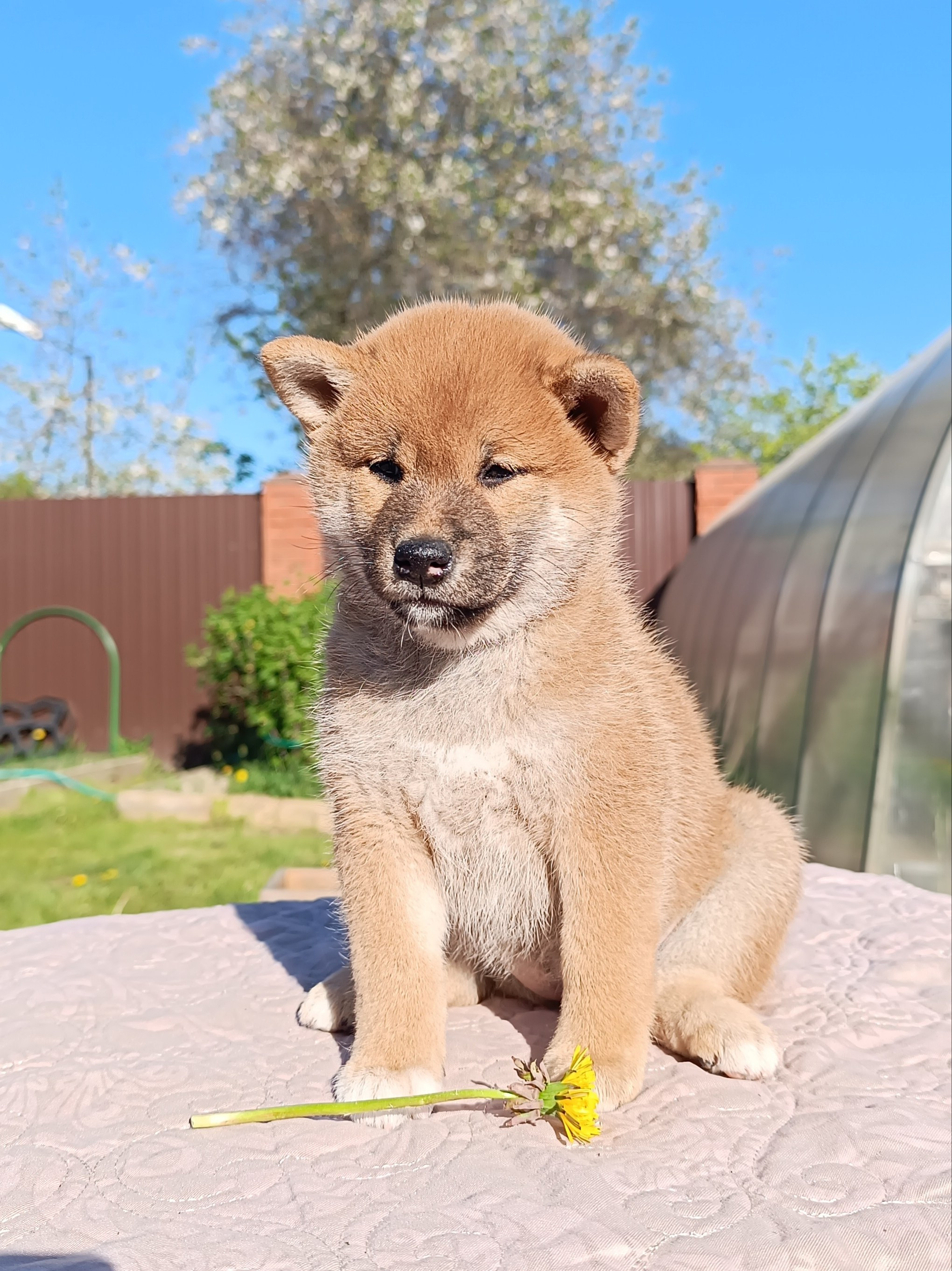 сиба питомник Рубилайт щенки на продажу rubylight  сиба щенки купить СПб Санкт-Петербург