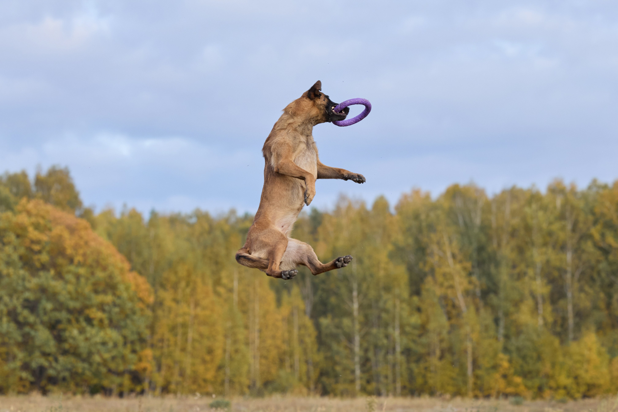 Семейная история. Фотограф анималист в Казани Алина Сулейманова. Фотограф животных