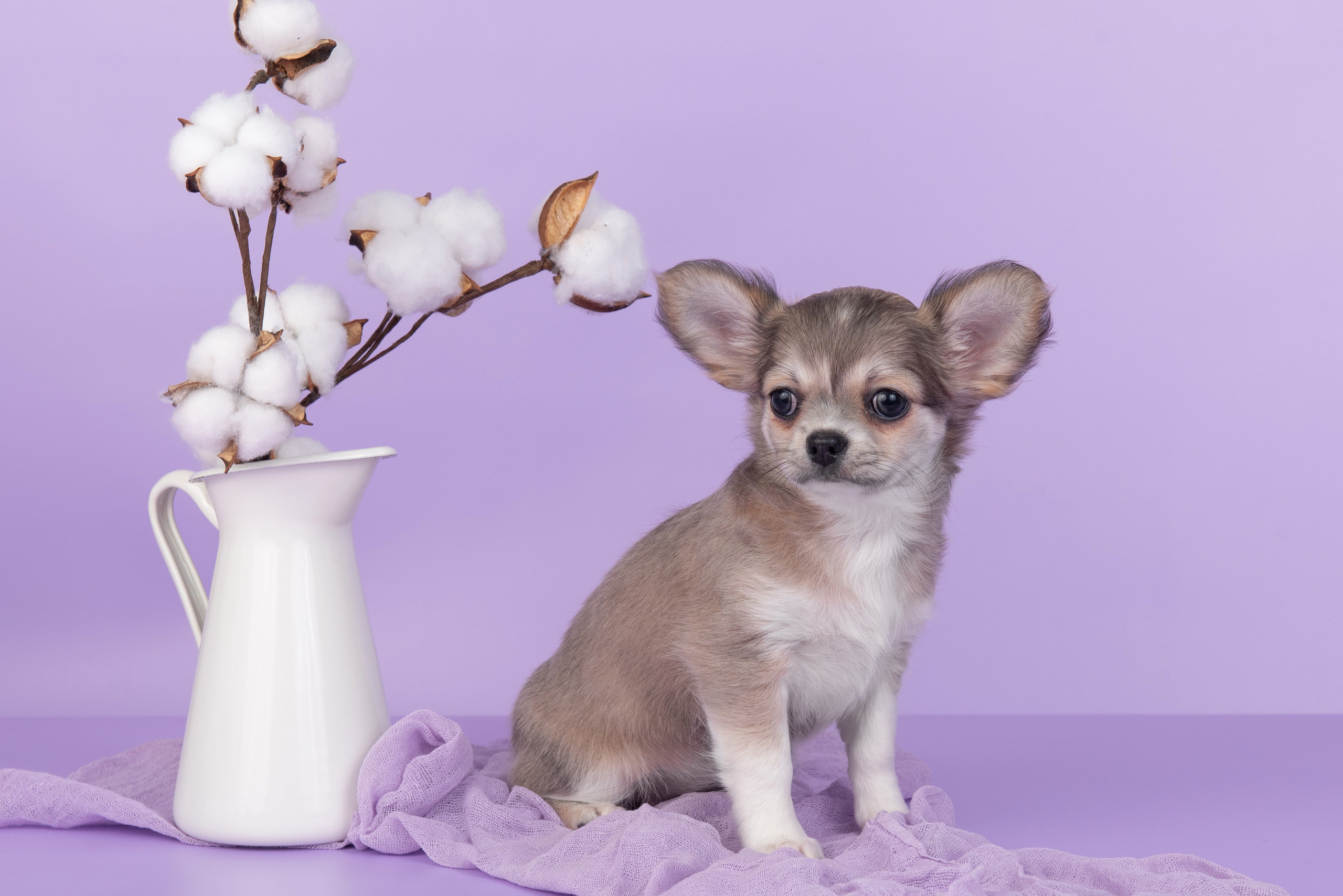Щенки в домашней студии. Фотограф анималист в Казани Алина Сулейманова. Фотограф животных