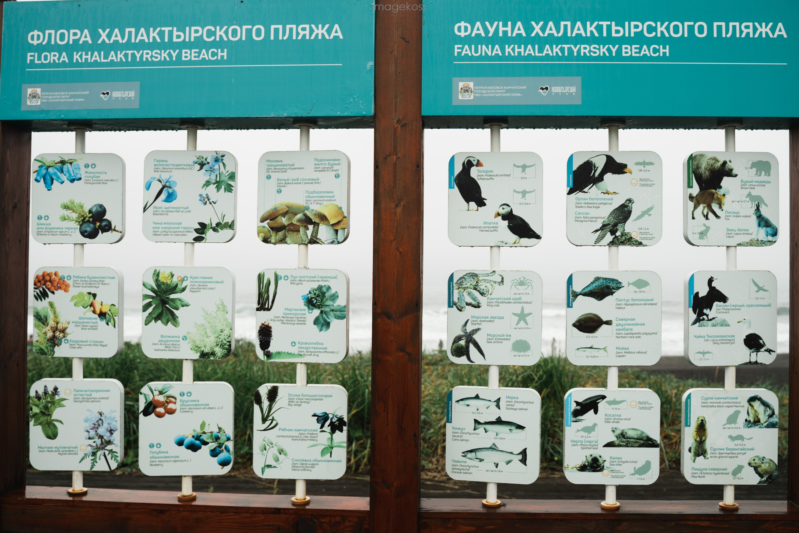 Камчатка. Фотограф в поход и восхождение на Эльбрус Игорь Косарев