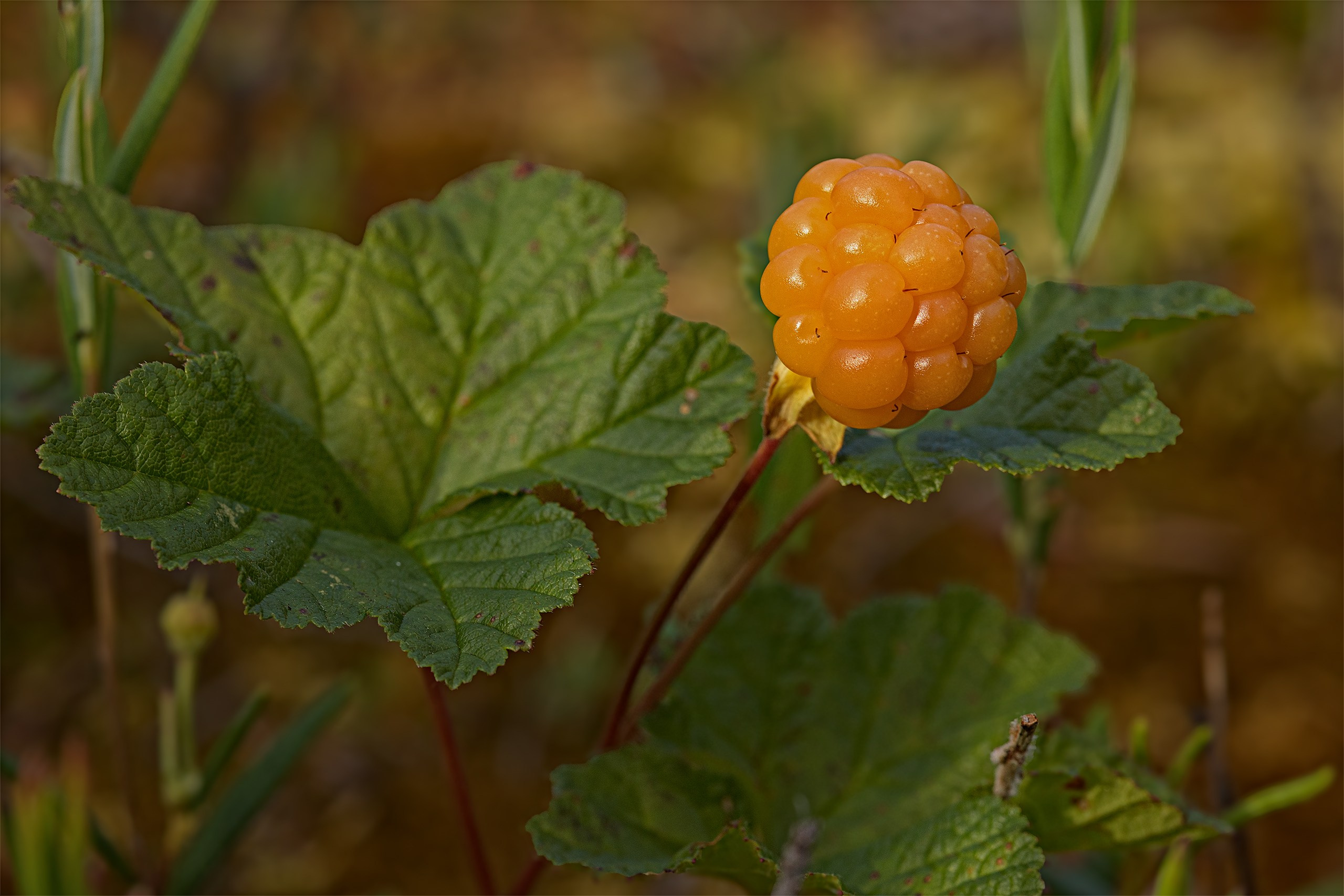 Пейзажи. Сайт фотографа Елены Михайловой. Фотосессии на пленэре в Сестрорецке