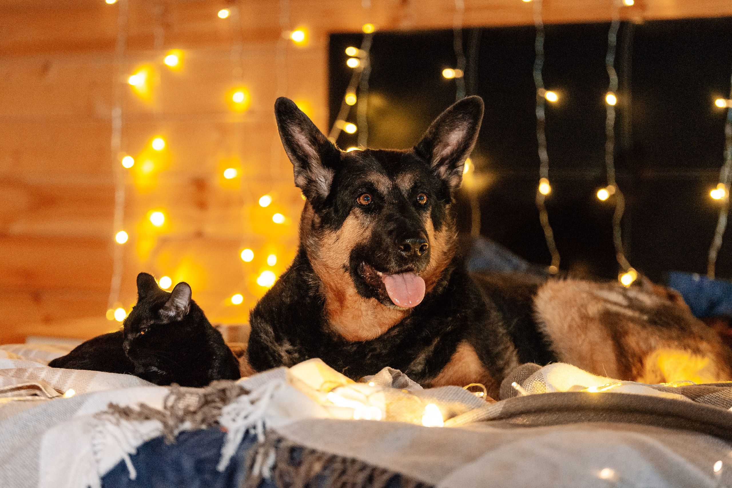 Питомец в кадре. Фотограф-анималист Анастасия Парфенова|Екатеринбург