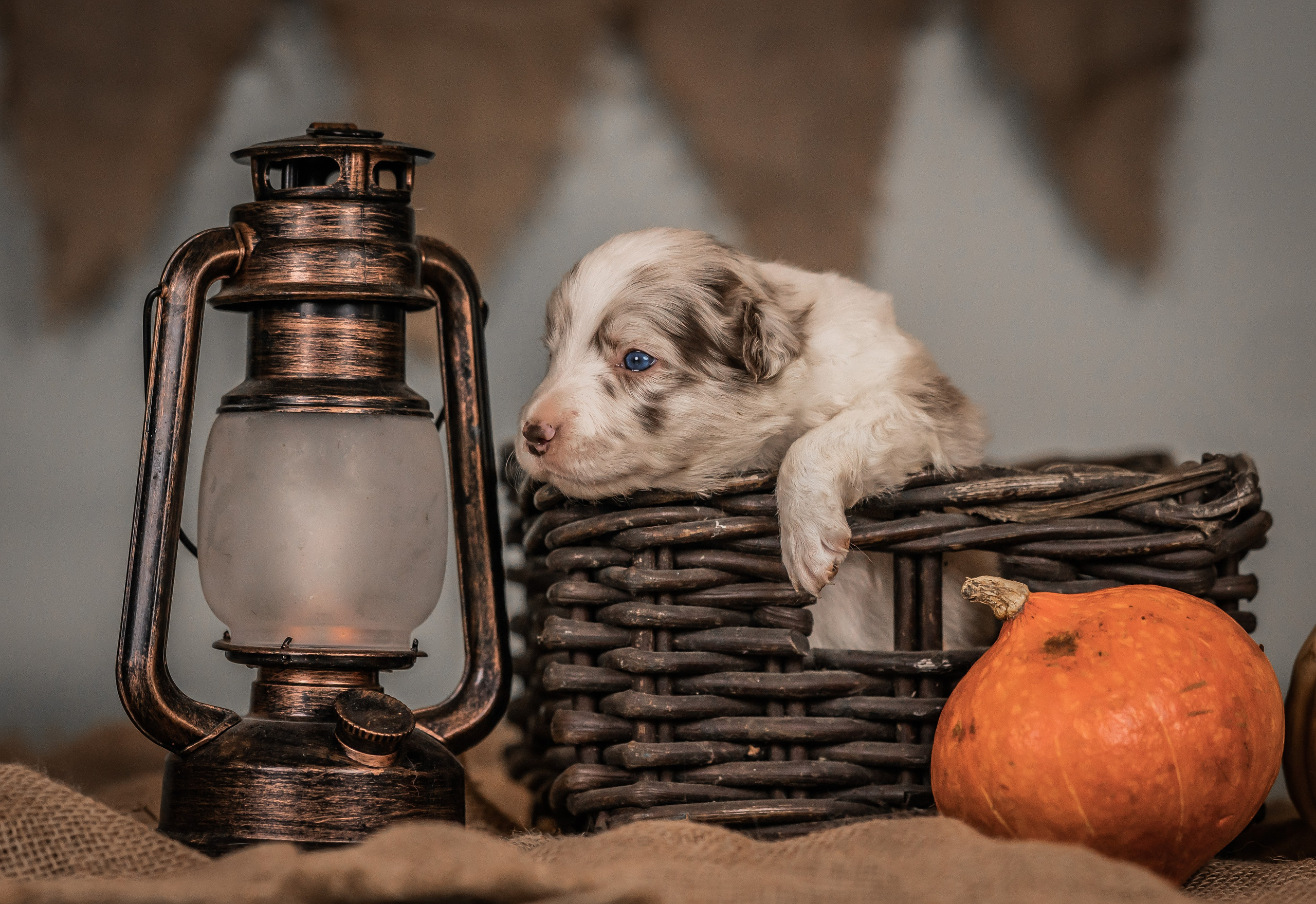 Фритсвит. Семейный фотограф Ефремова Виктория