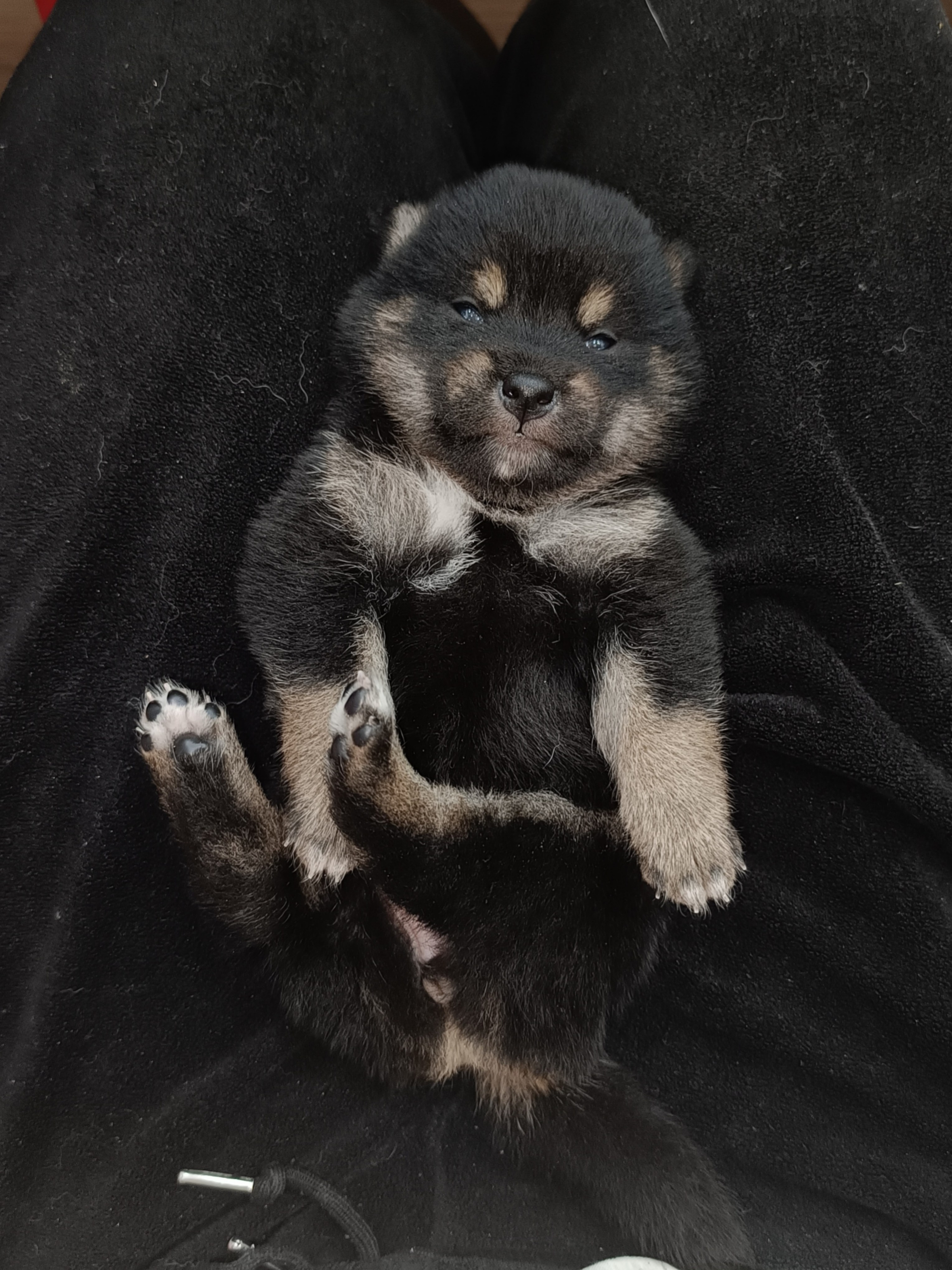 Сиба Rubylight Olivia питомник Рубилайт