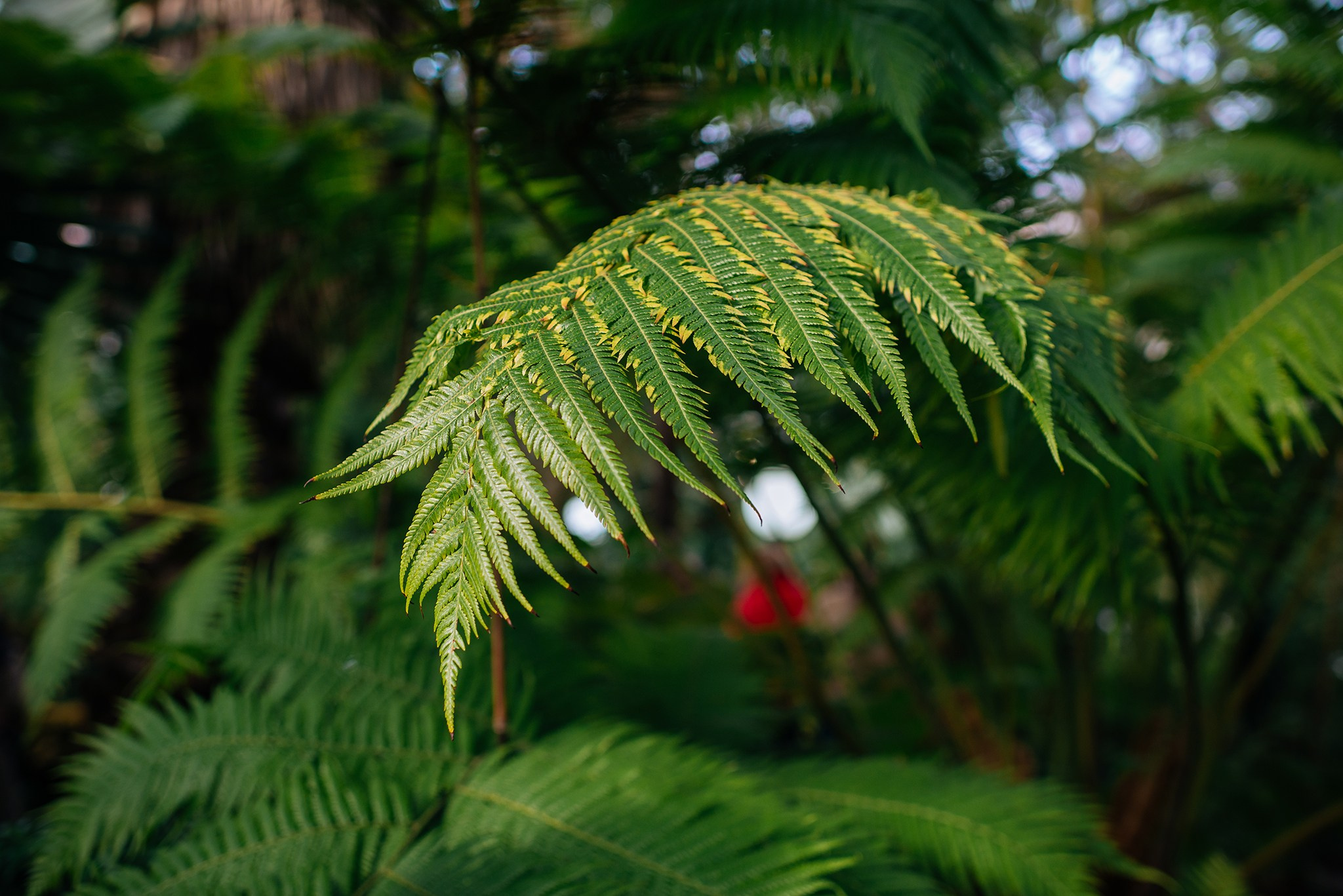 Ботанический сад. Субтропический маршрут. Март 26. Репортажный фотограф в Санкт-Петербурге Анастасия Клёпова