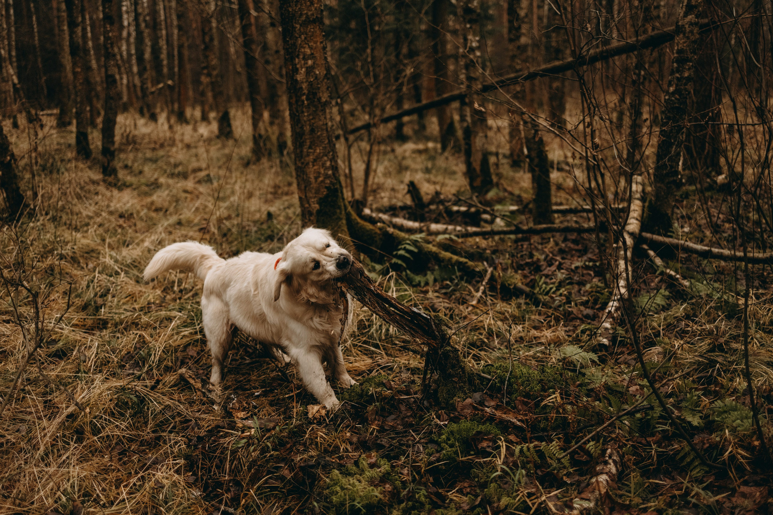 Лаки и его семья. Фотограф — Анималист | Санкт-Петербург