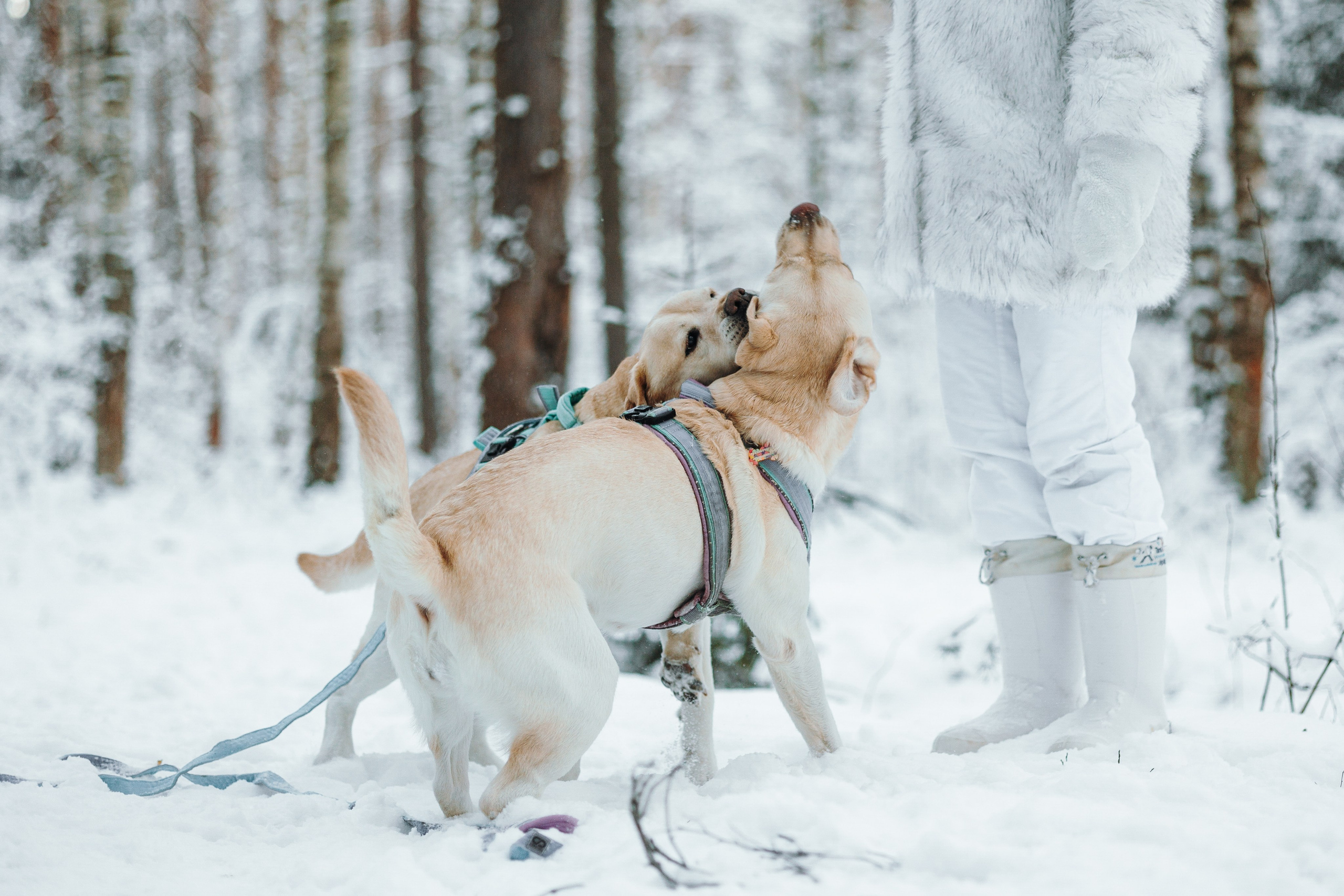 Ребята и их хвостатая семейка. Фотограф — Анималист | Санкт-Петербург