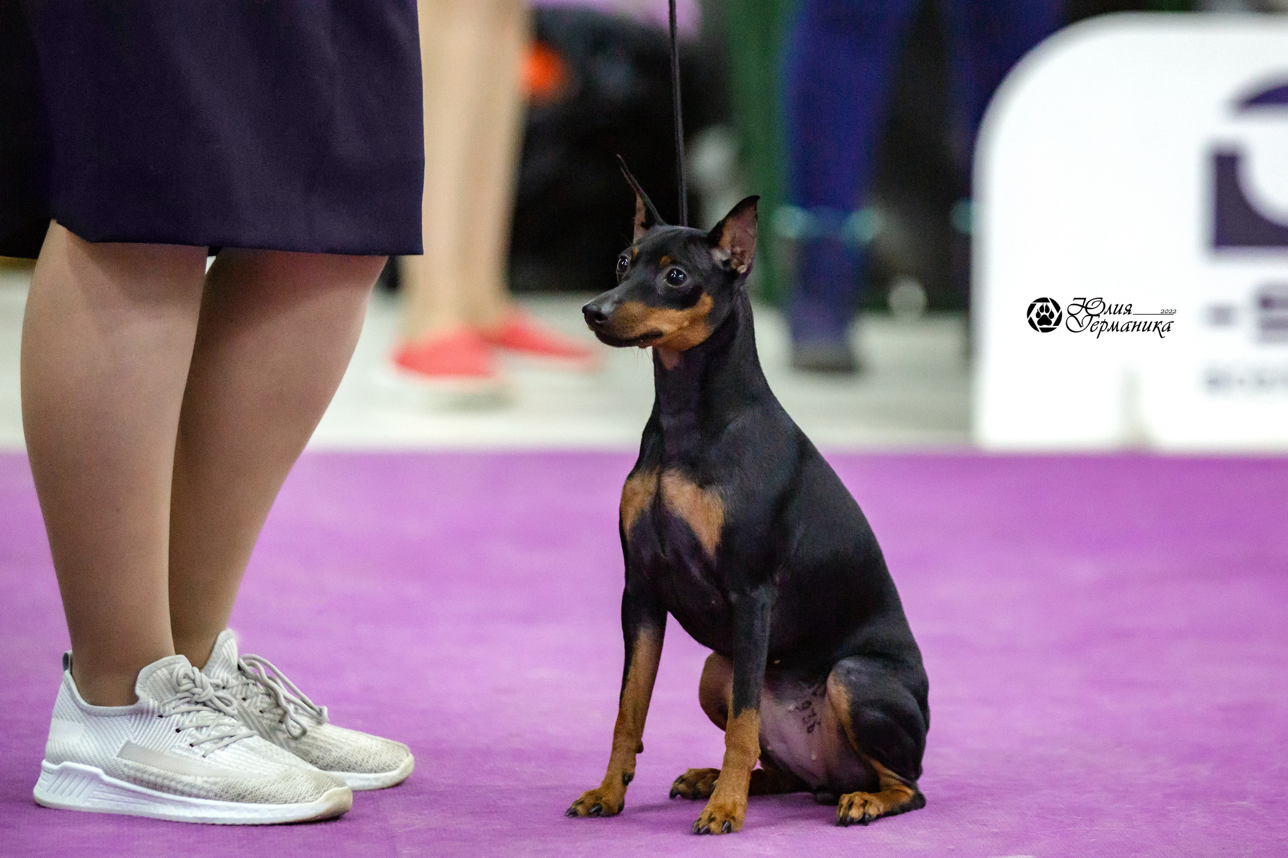 Чайна-Таун 23 февраля 2022. Фотограф-анималист Юлия Германика