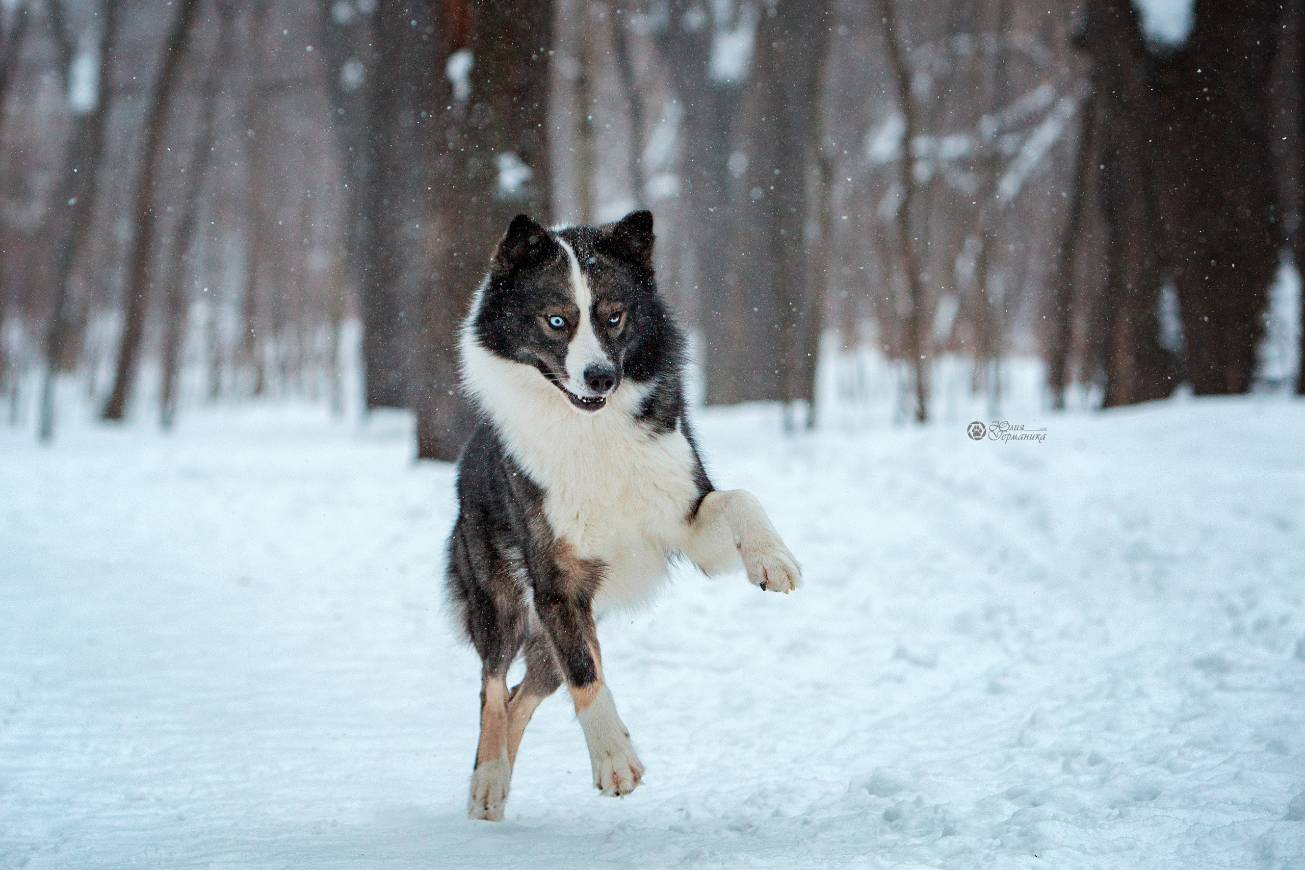 Свободная съемка. Фотограф-анималист Юлия Германика