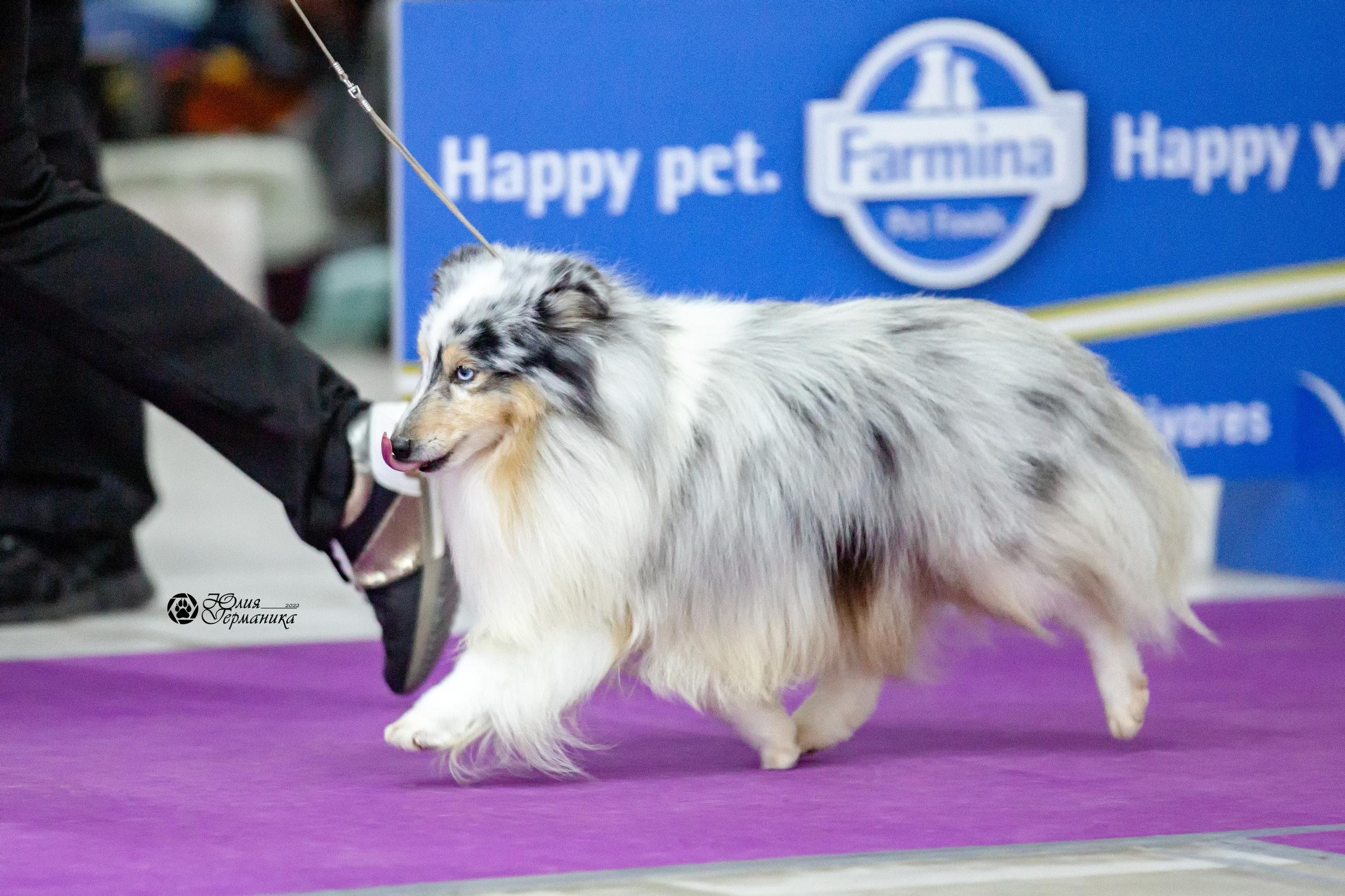 Чайна-Таун 29-30 января 2022. Фотограф-анималист Юлия Германика