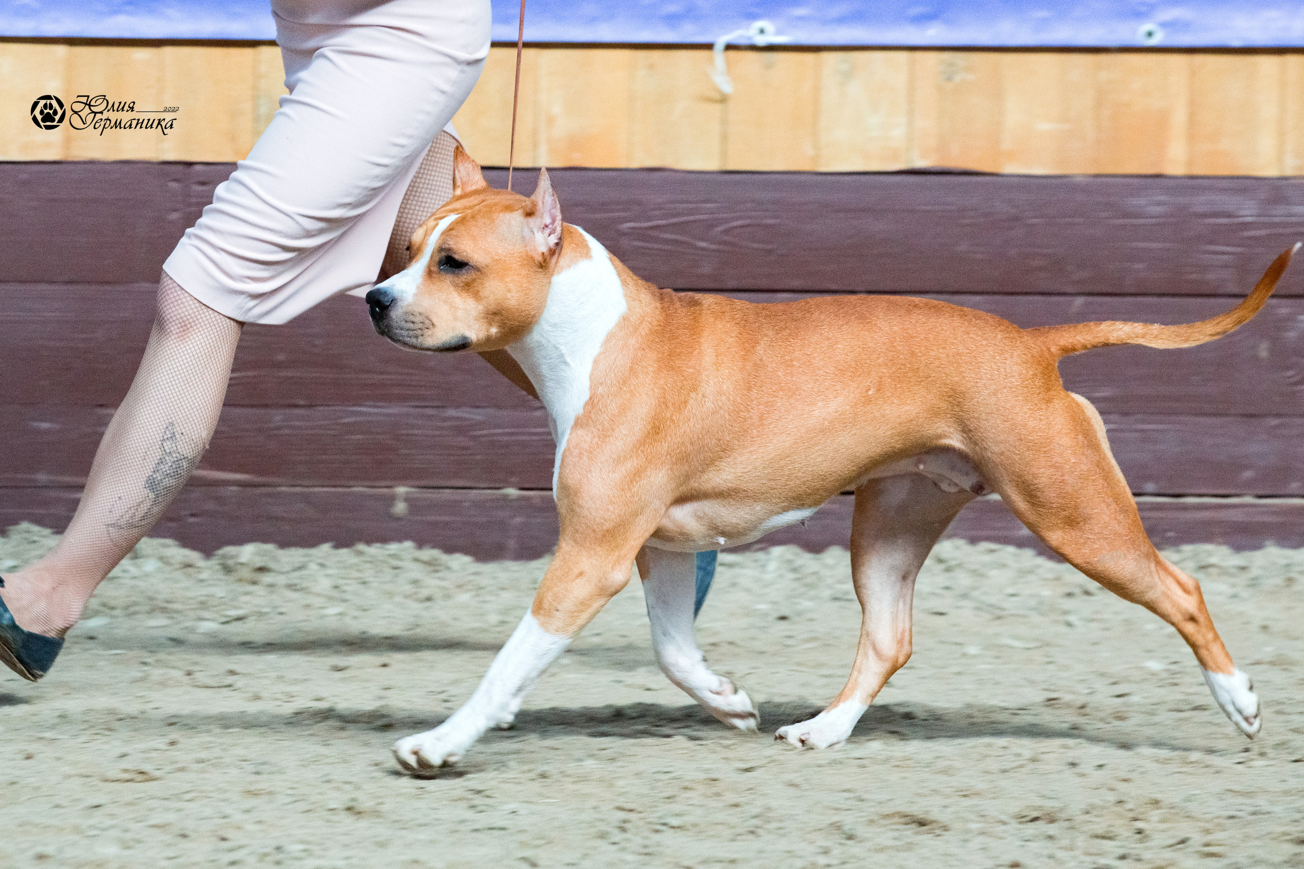 Минск 2хCACIB 5-6 марта 2022. Фотограф-анималист Юлия Германика