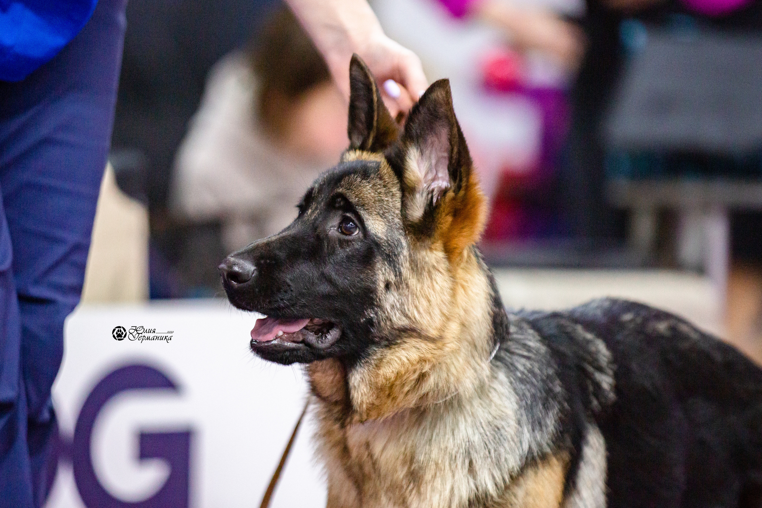 Чайна-Таун 12-13 февраля 2022. Фотограф-анималист Юлия Германика