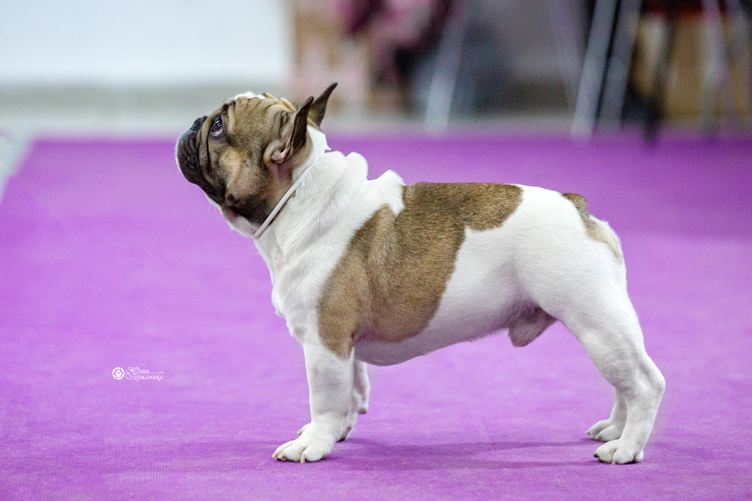 Чайна-Таун 29-30 января 2022. Фотограф-анималист Юлия Германика