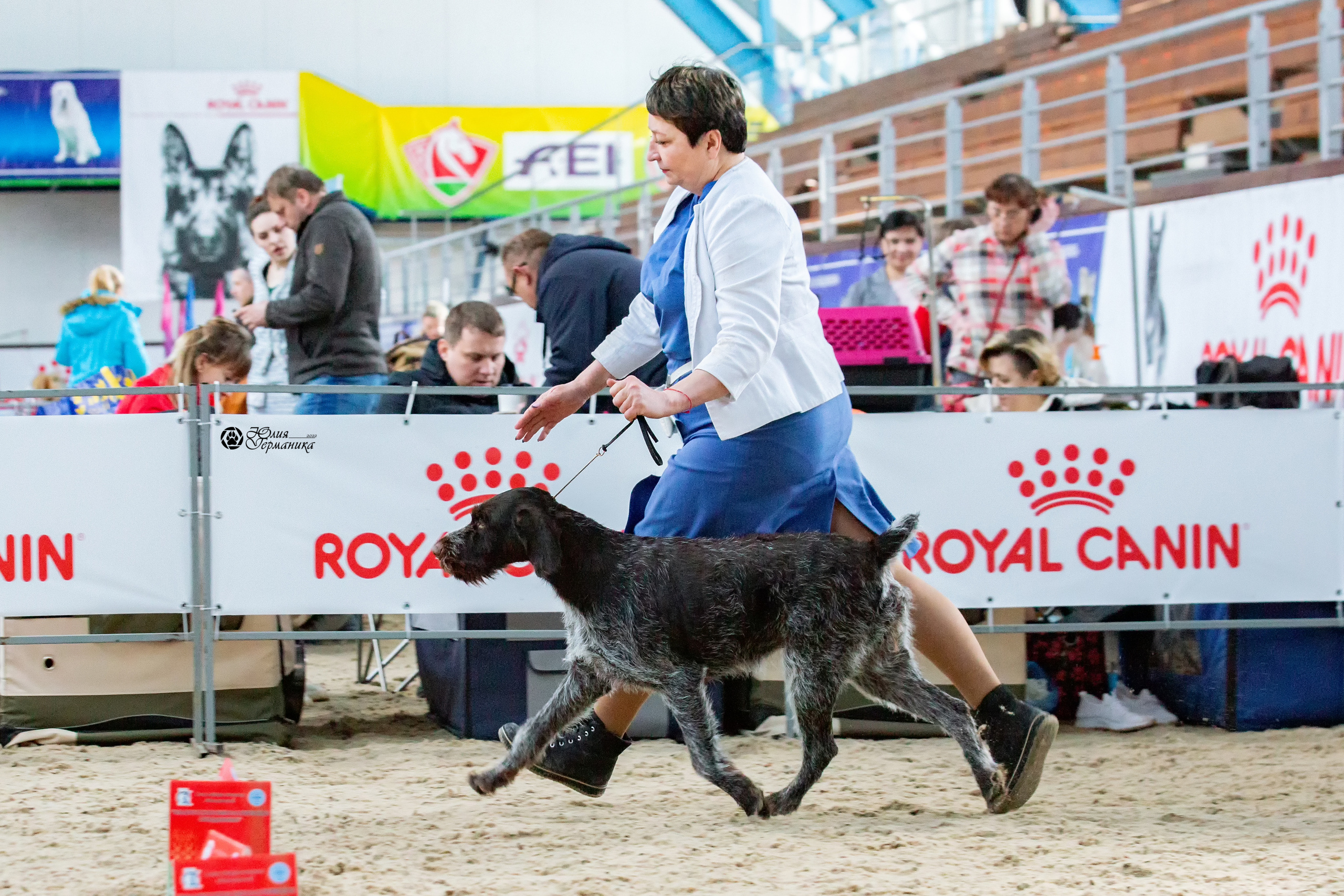 Минск 2хCACIB 5-6 марта 2022. Фотограф-анималист Юлия Германика