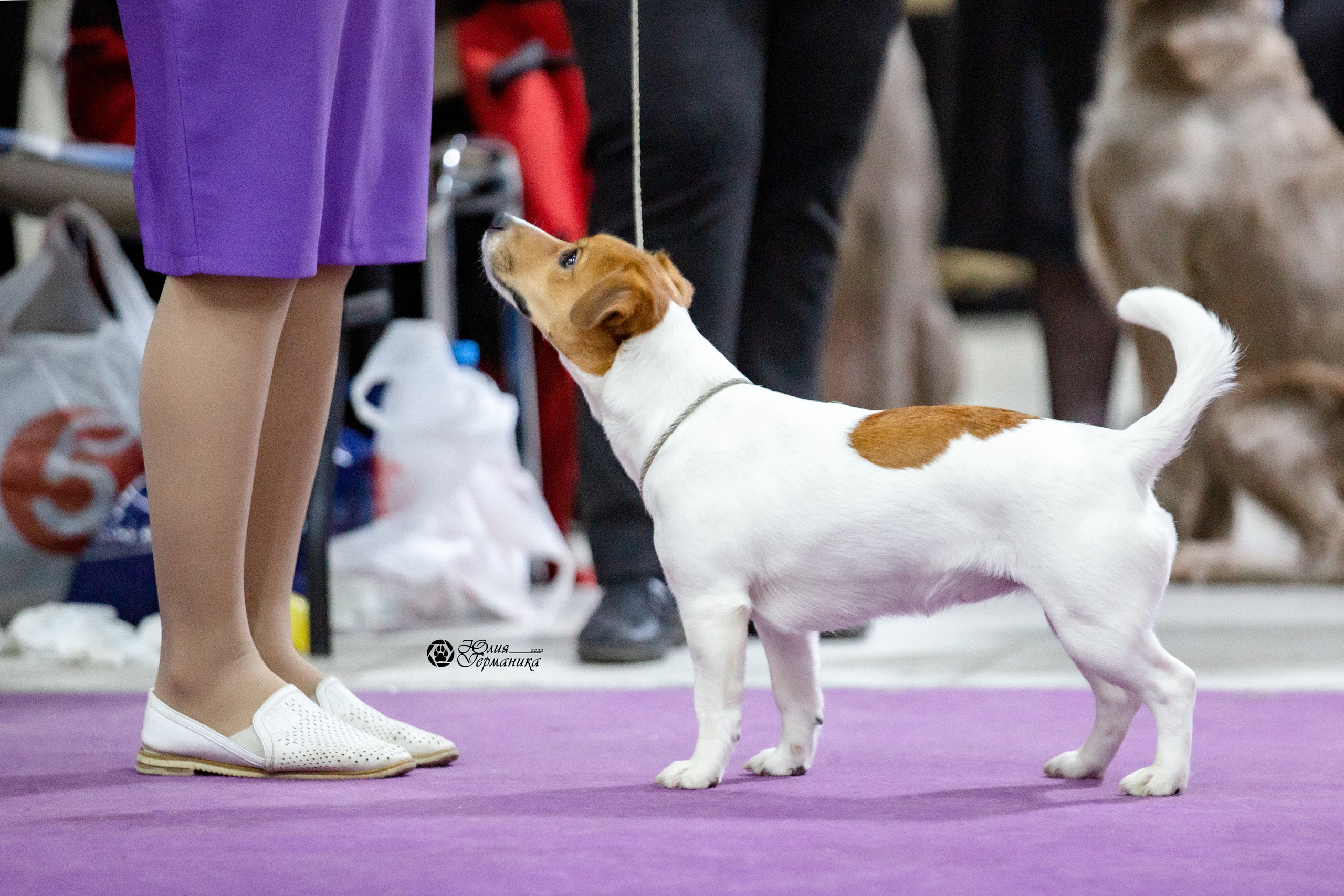 Чайна-Таун 12-13 февраля 2022. Фотограф-анималист Юлия Германика