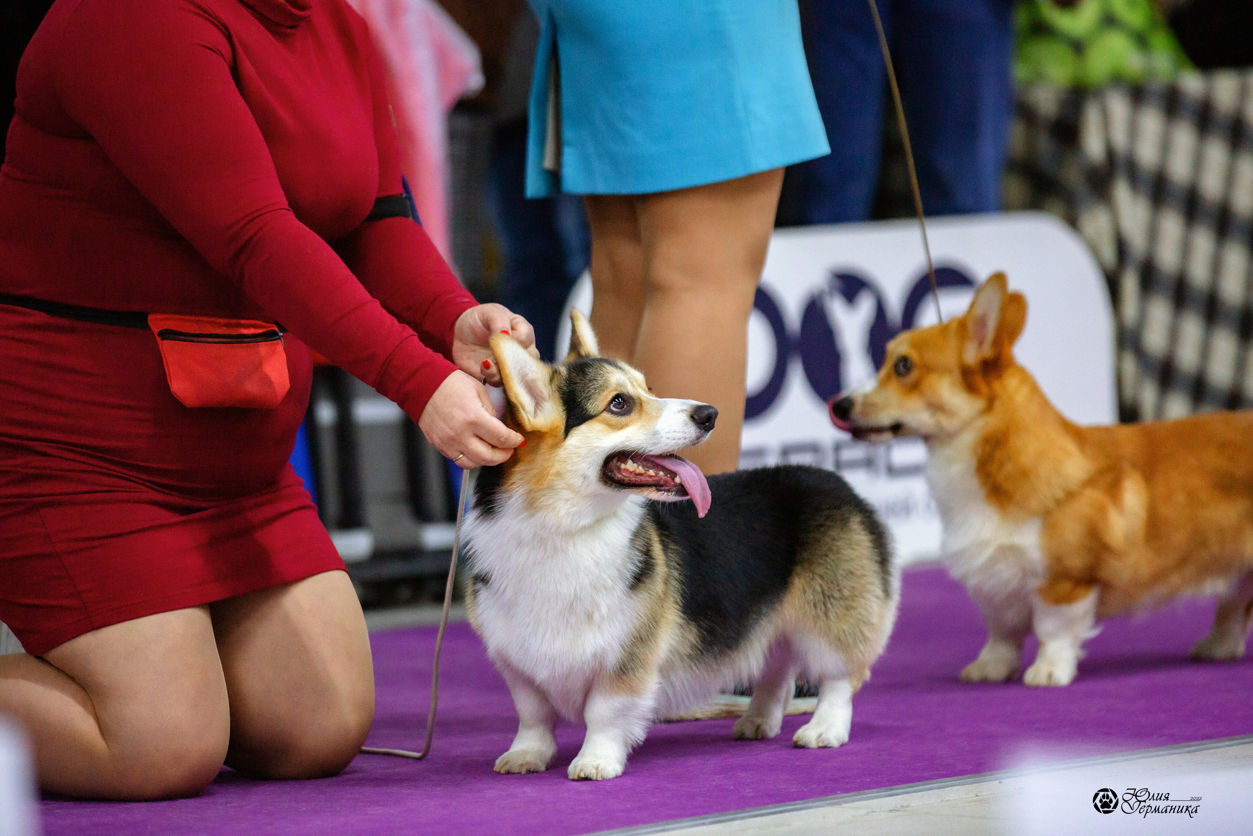 Чайна-Таун 27 февраля 2022. Фотограф-анималист Юлия Германика