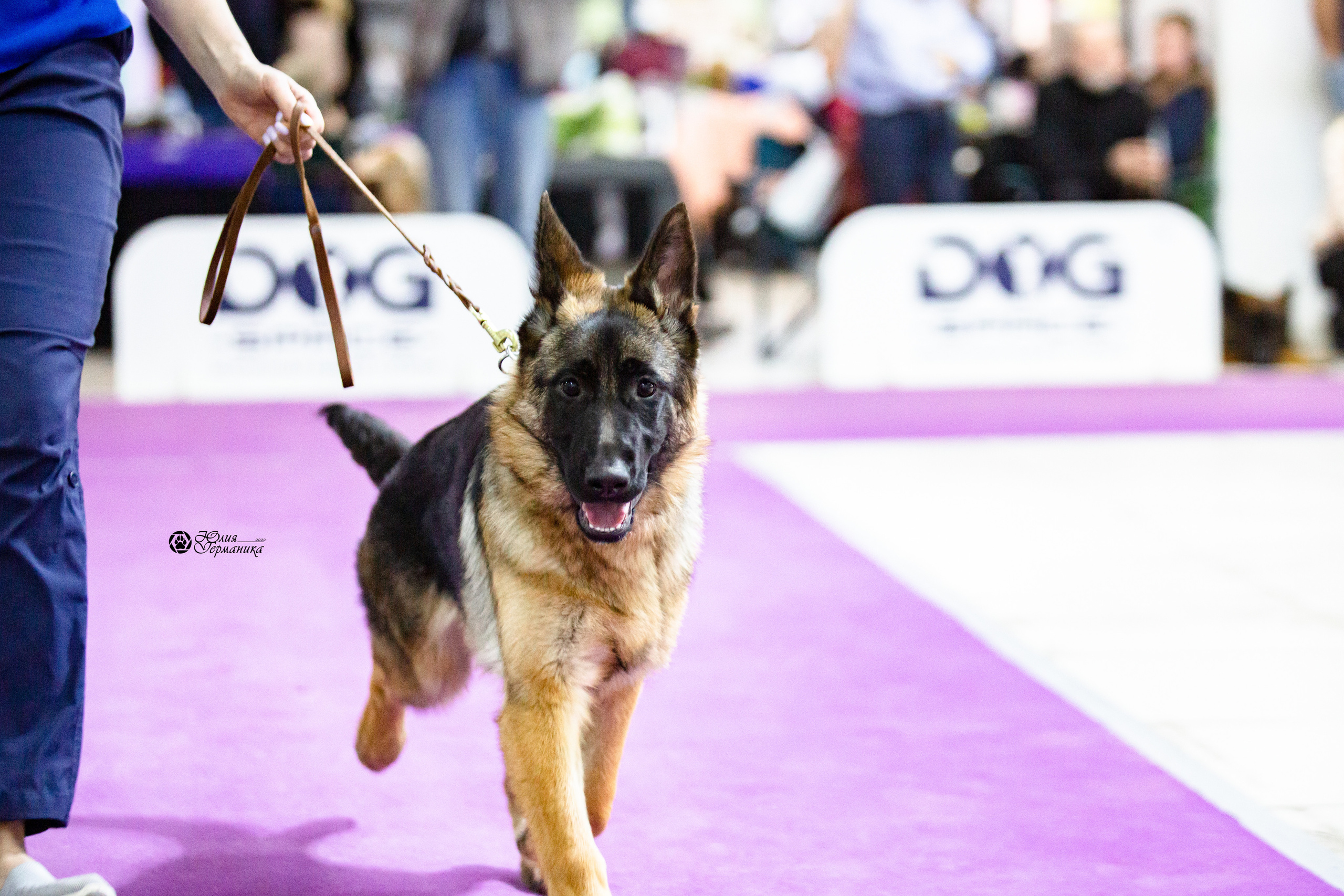 Чайна-Таун 12-13 февраля 2022. Фотограф-анималист Юлия Германика