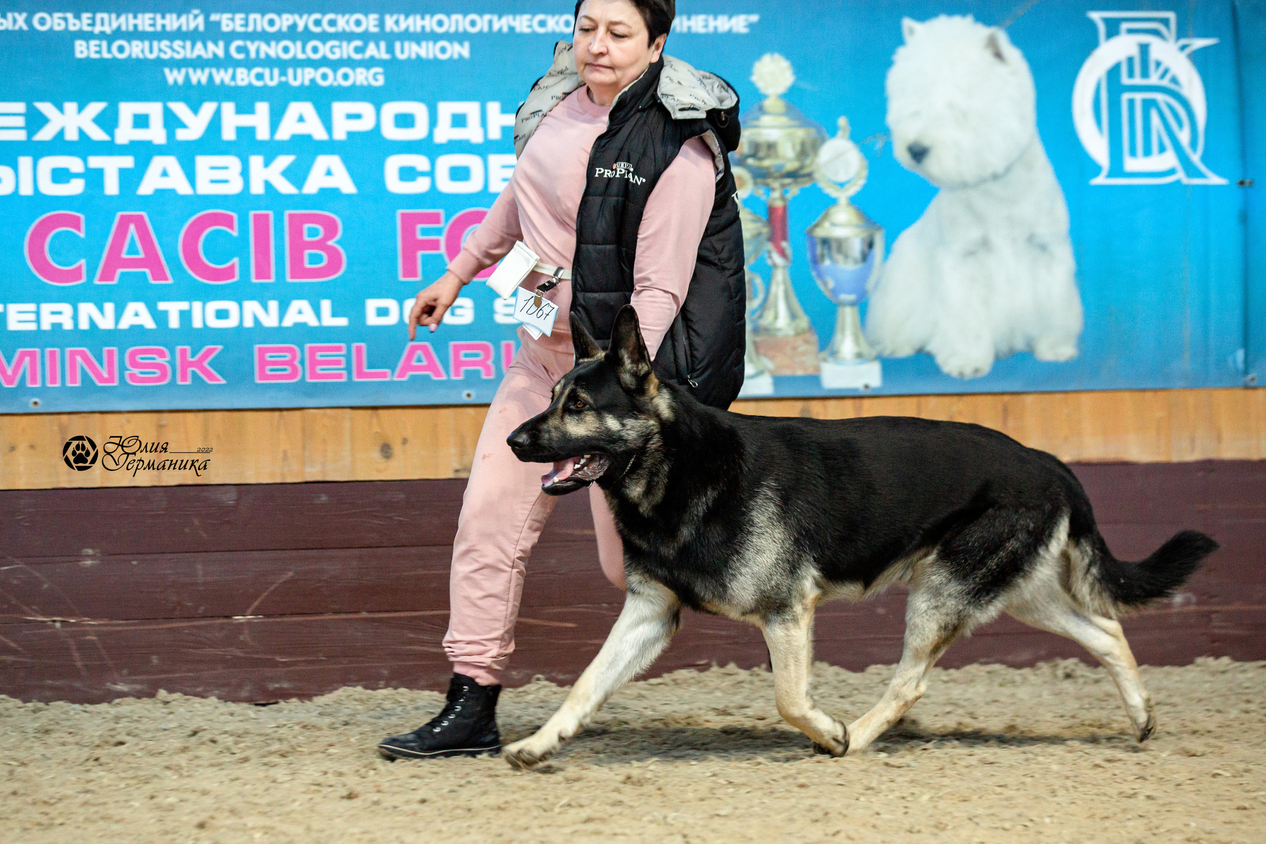Минск 2хCACIB 5-6 марта 2022. Фотограф-анималист Юлия Германика
