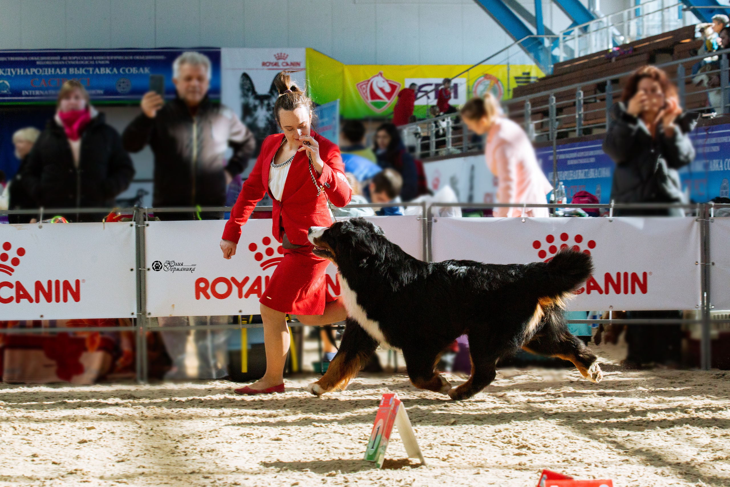 Минск 2хCACIB 5-6 марта 2022. Фотограф-анималист Юлия Германика