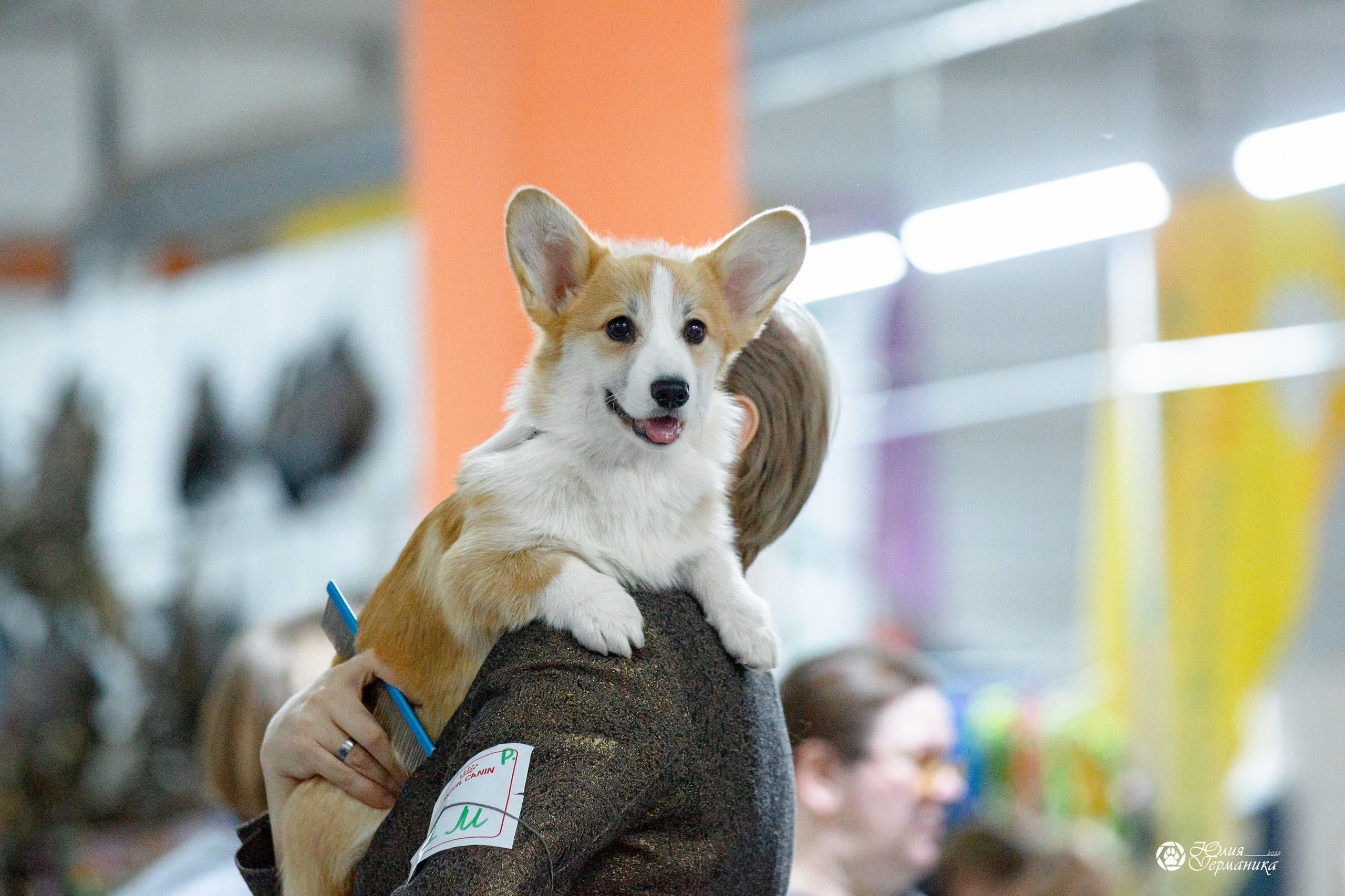Чайна-Таун 12-13 февраля 2022. Фотограф-анималист Юлия Германика