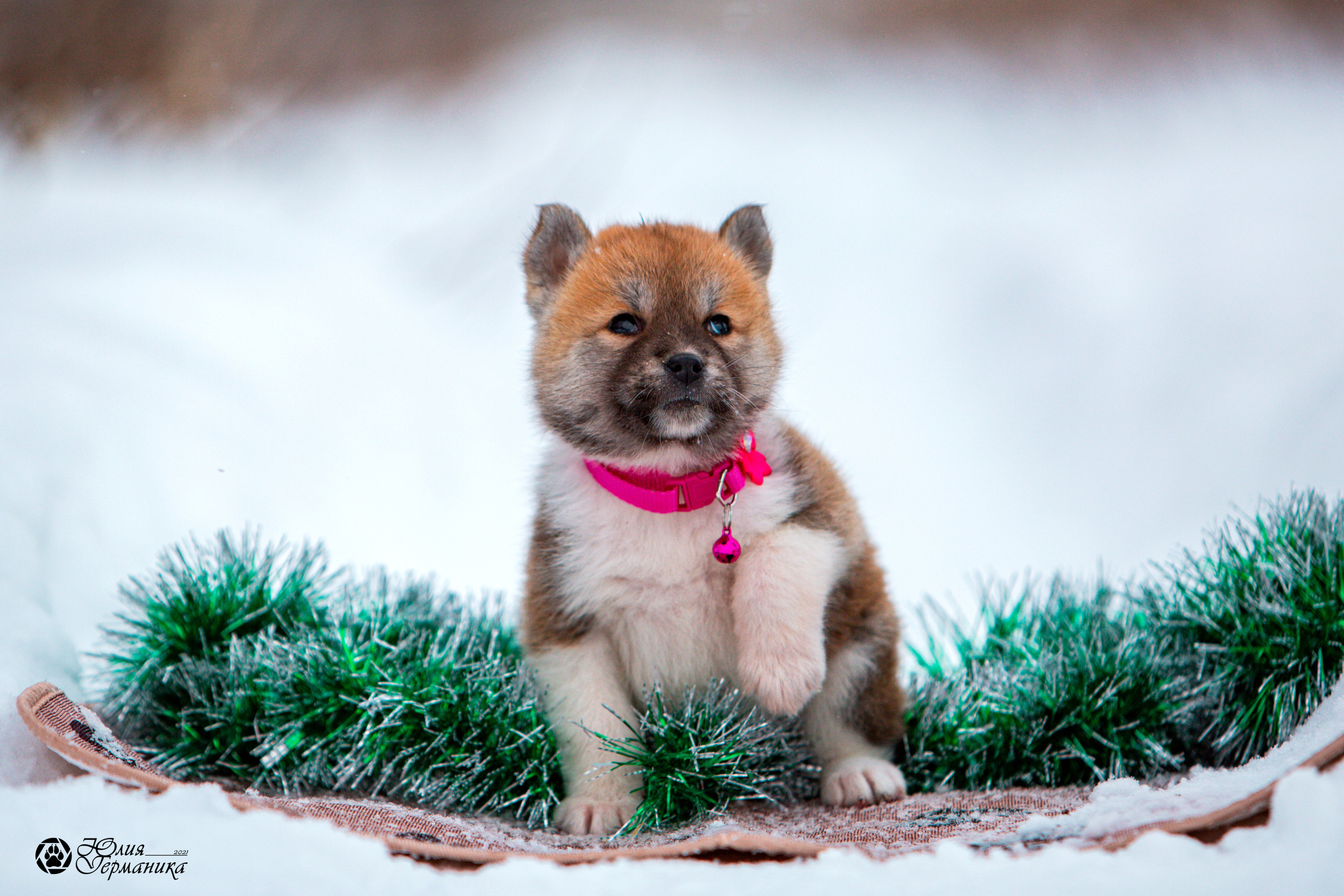 Съёмки щенков и котят. Фотограф-анималист Юлия Германика