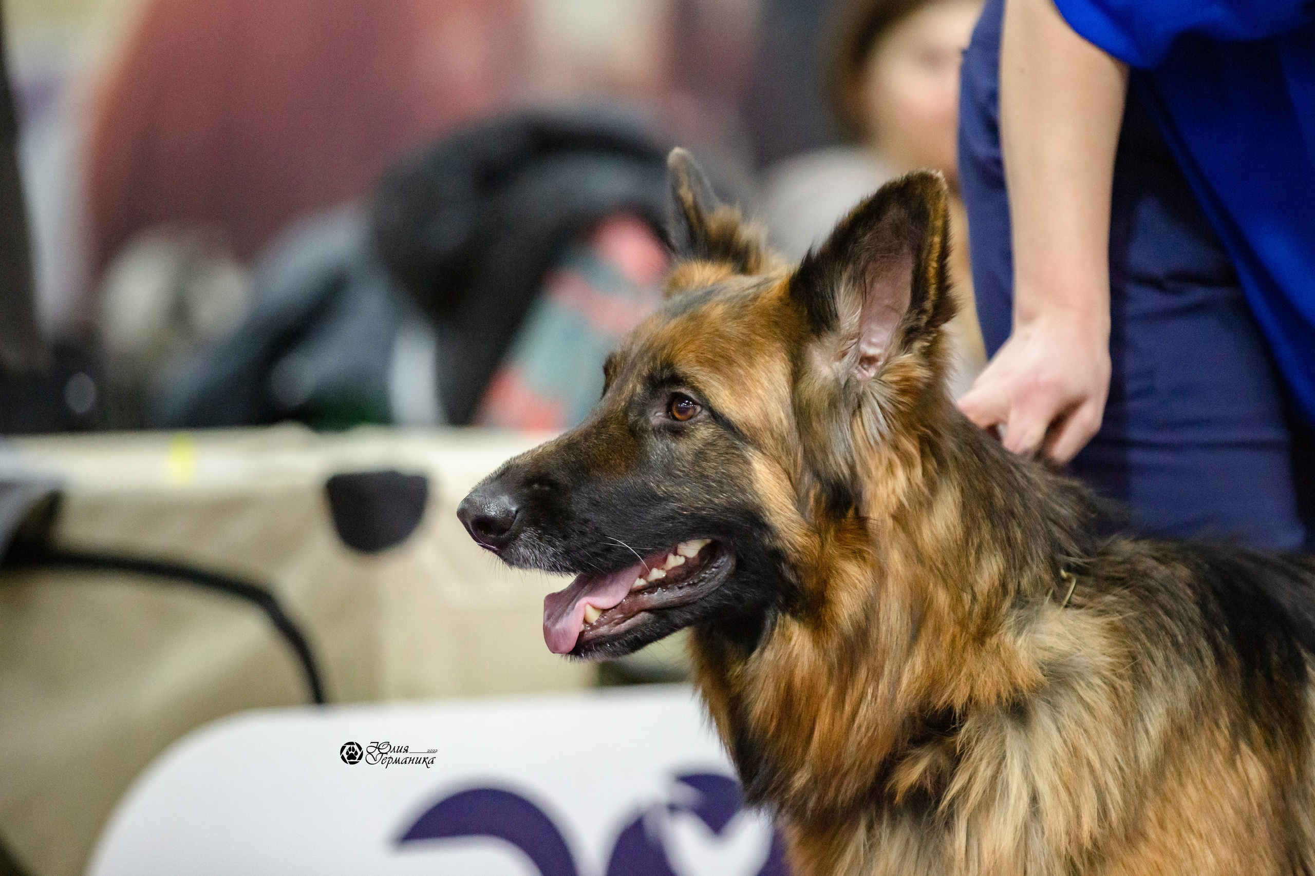 Чайна-Таун 12-13 февраля 2022. Фотограф-анималист Юлия Германика