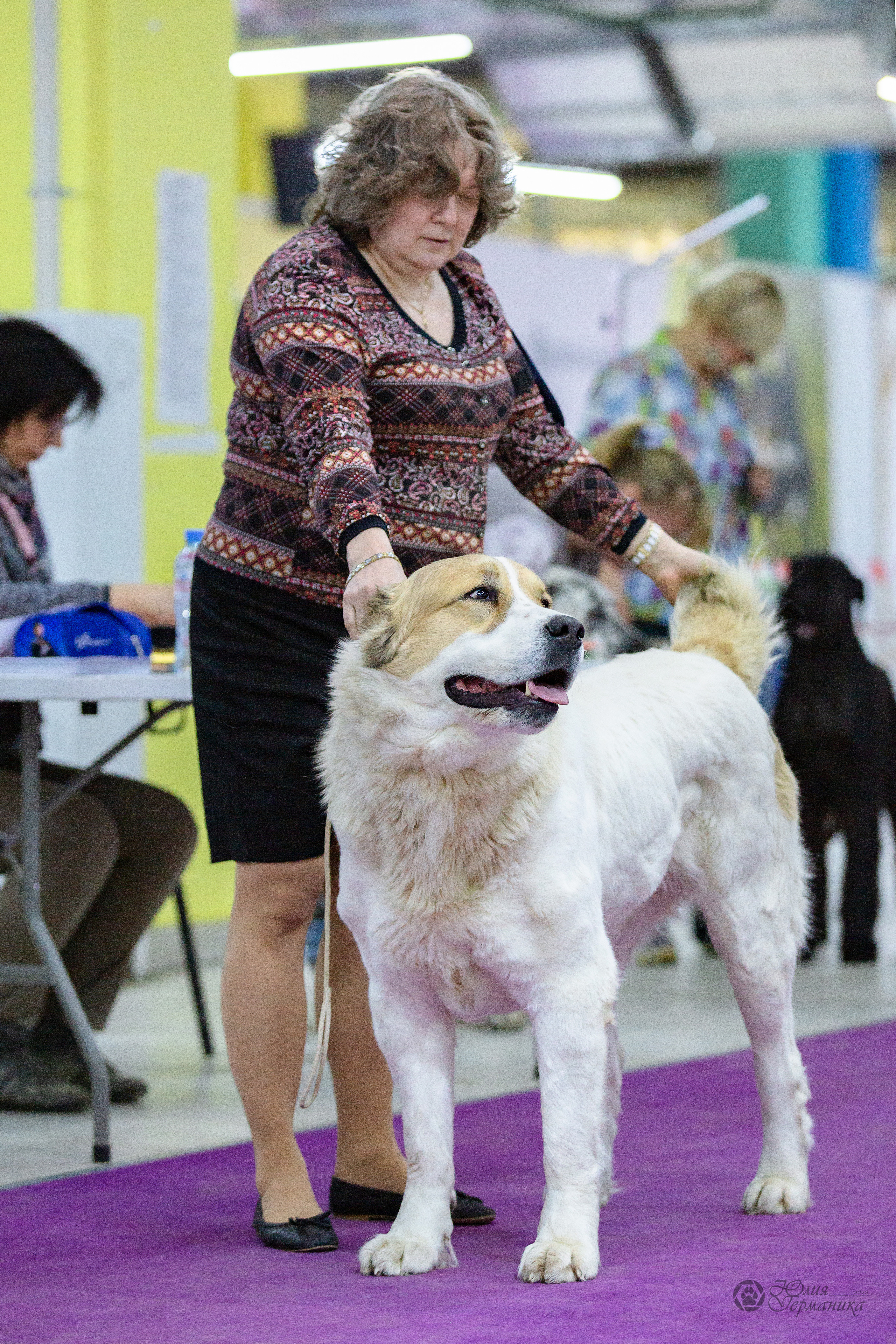 Чайна-Таун 24 и 27 марта 2022. Фотограф-анималист Юлия Германика