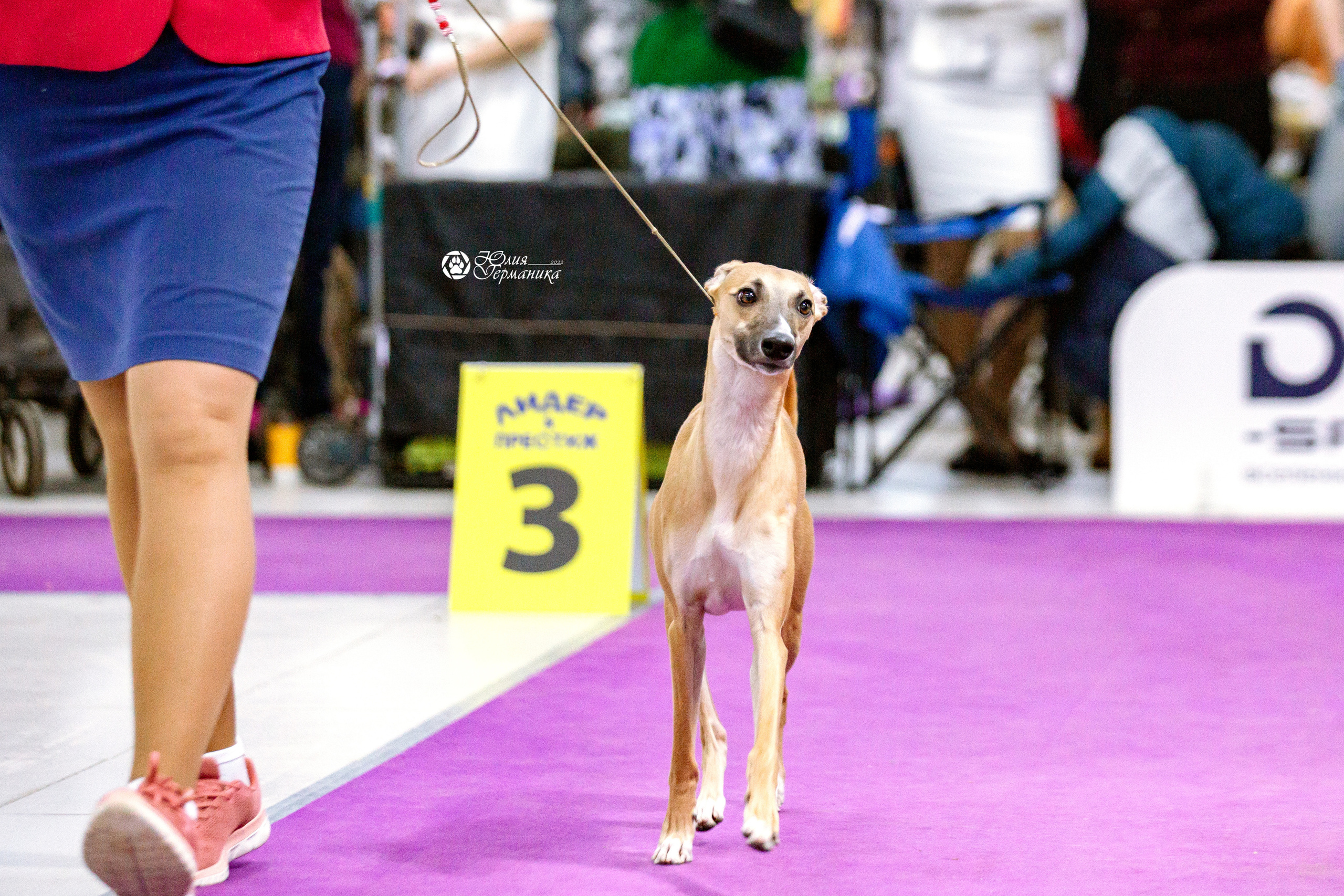 Чайна-Таун 13 и 20 марта 2022. Фотограф-анималист Юлия Германика