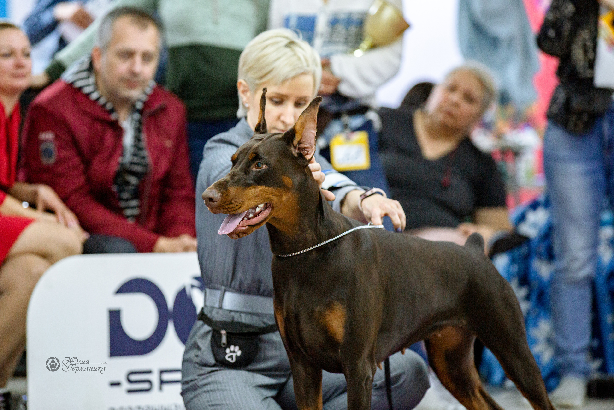 Чайна-Таун ПК Доберманов  3 апреля 2022. Фотограф-анималист Юлия Германика