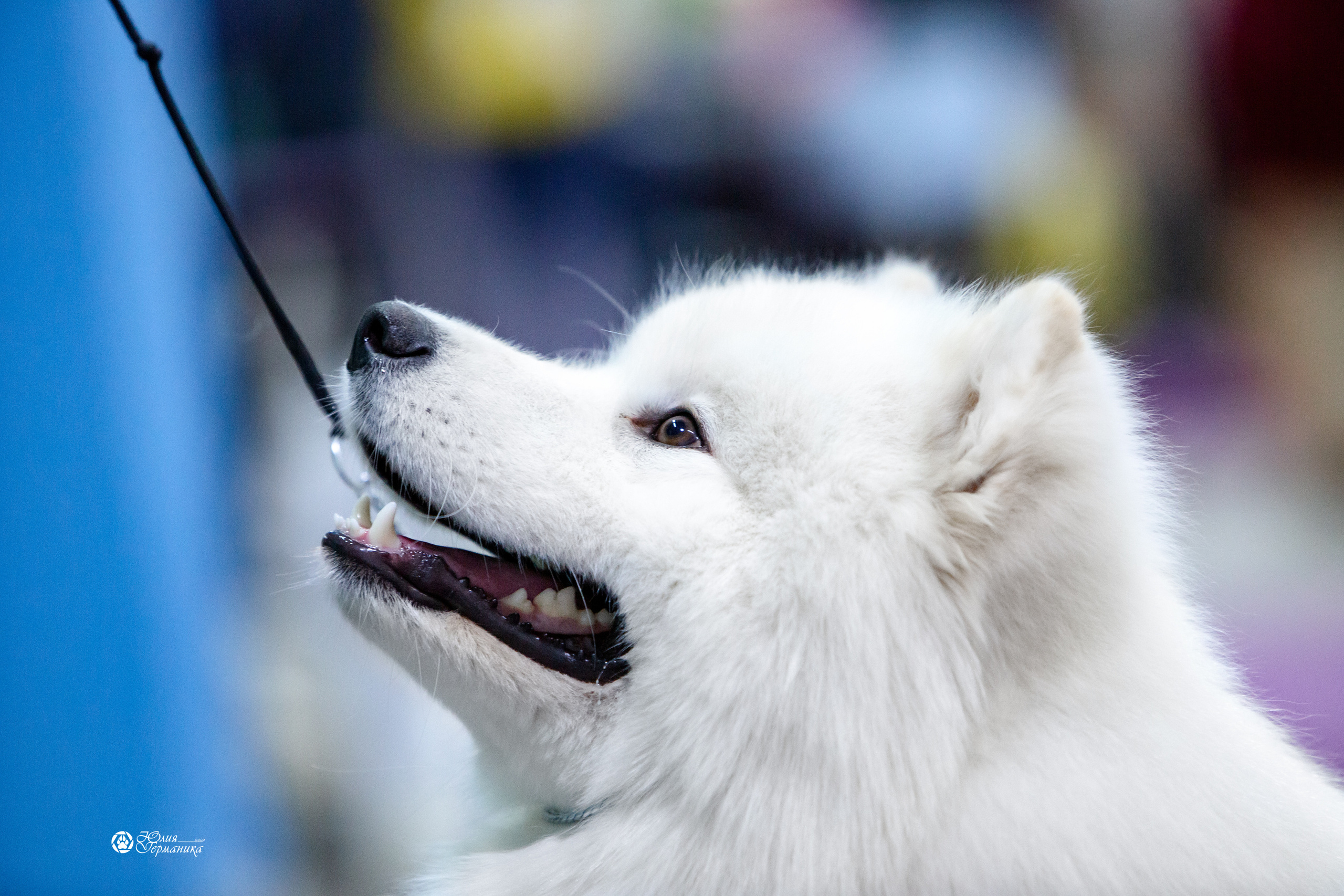 Чайна-Таун 18,26 и 29 декабря 2021. Фотограф-анималист Юлия Германика