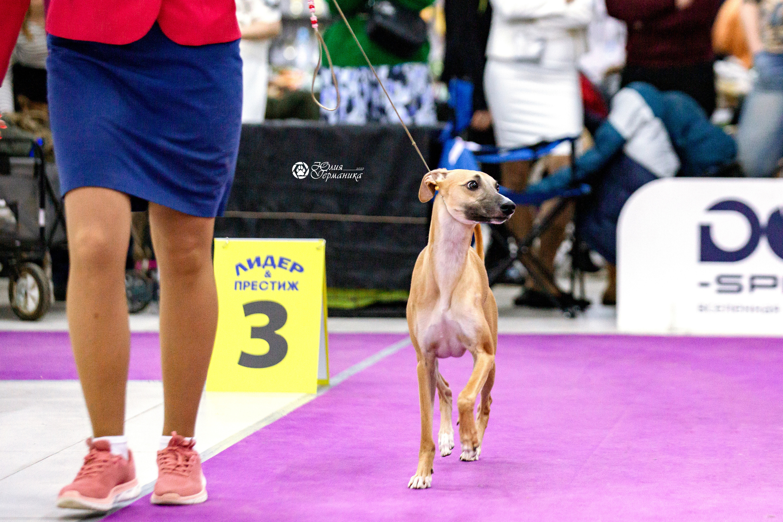 Чайна-Таун 13 и 20 марта 2022. Фотограф-анималист Юлия Германика
