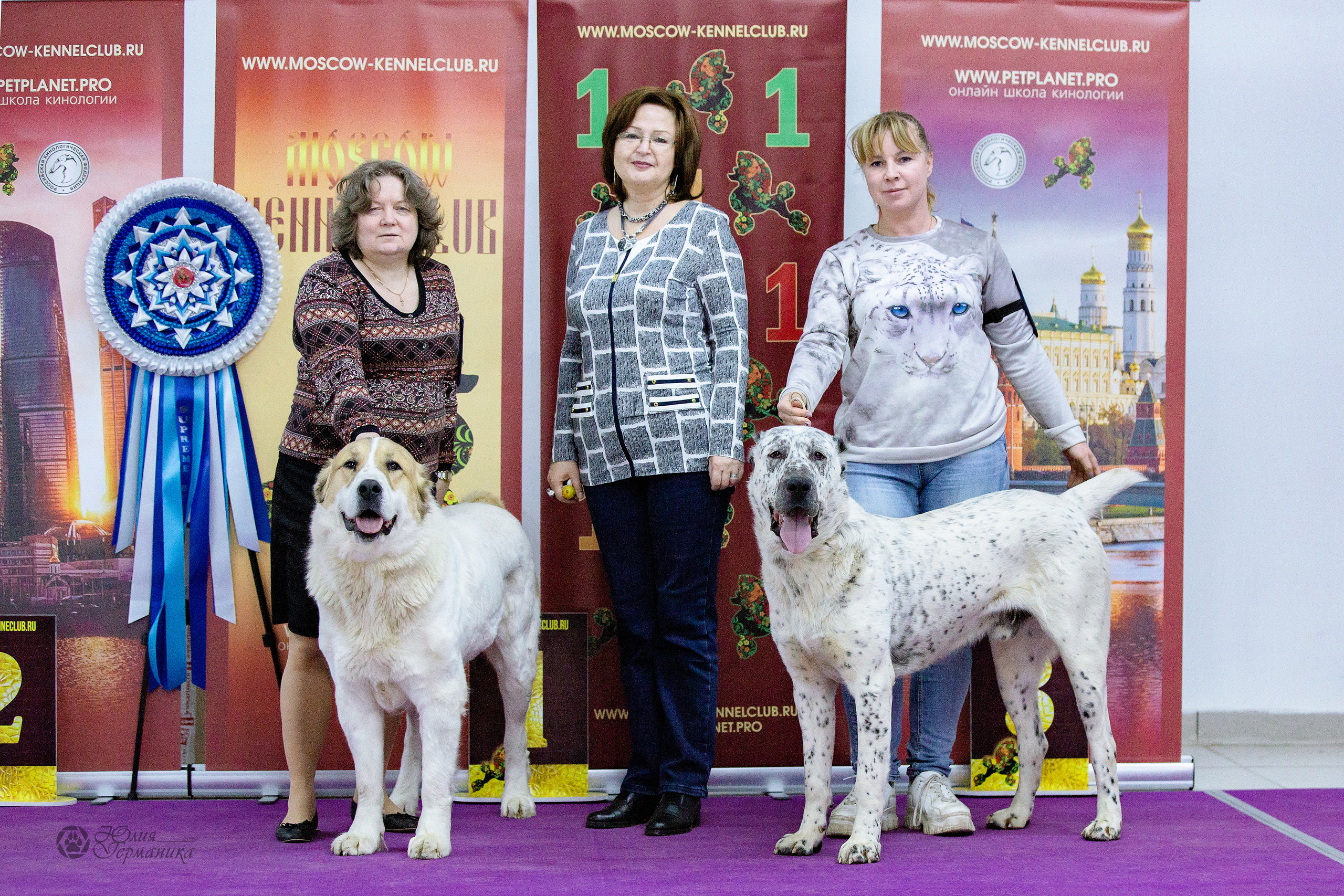 Чайна-Таун 24 и 27 марта 2022. Фотограф-анималист Юлия Германика